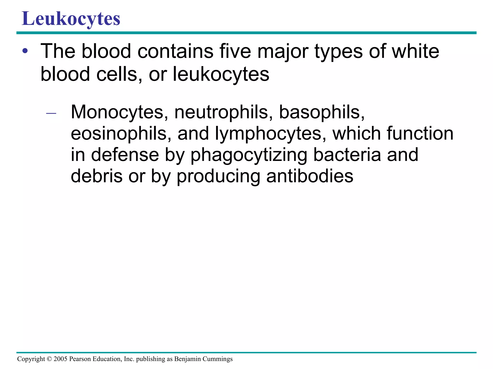 Leukocytes The blood contains five major types of white blood cells, or leukocytes Monocytes, neutrophils, basophils, eosinophils, and lymphocytes, which function in defense by phagocytizing bacteria and debris or by producing antibodies 
