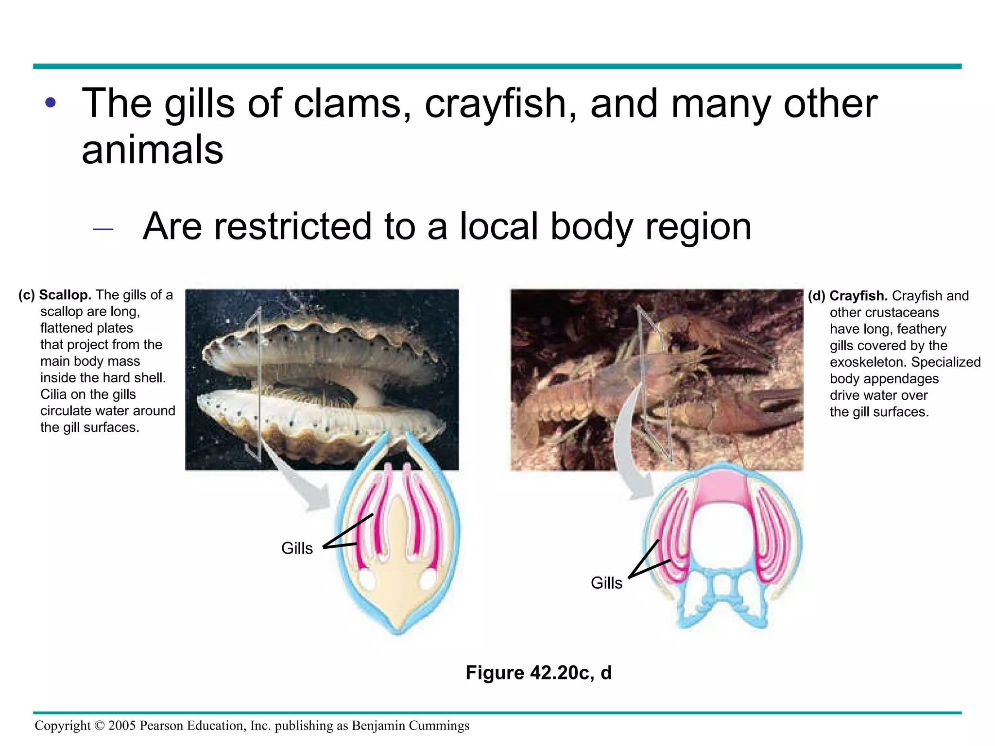 The gills of clams, crayfish, and many other animals Are restricted to a local body region Figure 42.20c, d (d) Crayfish.  Crayfish and  other crustaceans have long, feathery  gills covered by the  exoskeleton. Specialized  body appendages drive water over  the gill surfaces. (c) Scallop.  The gills of a  scallop are long,  flattened plates  that project from the main body mass  inside the hard shell. Cilia on the gills  circulate water around  the gill surfaces. Gills Gills 