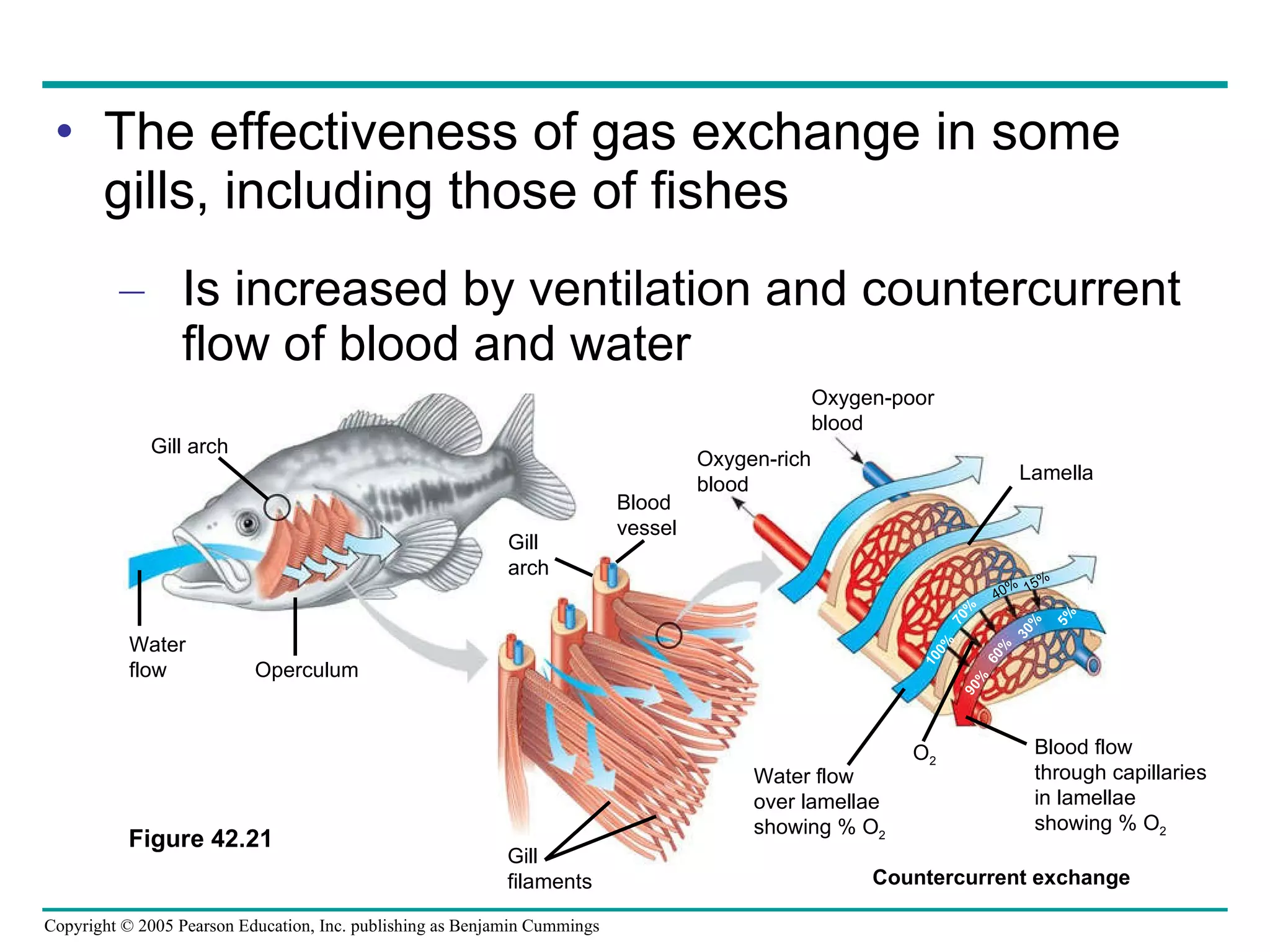 The effectiveness of gas exchange in some gills, including those of fishes Is increased by ventilation and countercurrent flow of blood and water Countercurrent exchange Figure 42.21 Gill arch Water  flow Operculum Gill  arch Blood  vessel Gill filaments Oxygen-poor blood Oxygen-rich blood Water flow over lamellae showing % O 2 Blood flow through capillaries in lamellae showing % O 2 Lamella 100% 40% 70% 15% 90% 60% 30% 5% O 2 