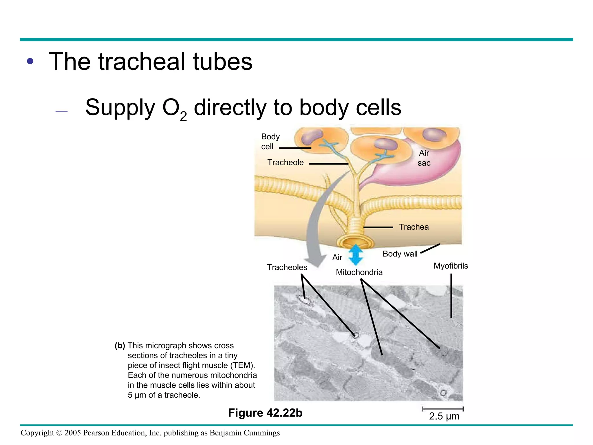 The tracheal tubes Supply O 2  directly to body cells Air sac Body  cell Trachea Tracheole Tracheoles Mitochondria Myofibrils Body wall (b)  This micrograph shows cross sections of tracheoles in a tiny piece of insect flight muscle (TEM). Each of the numerous mitochondria in the muscle cells lies within about 5 µm of a tracheole. Figure 42.22b 2.5 µm Air 