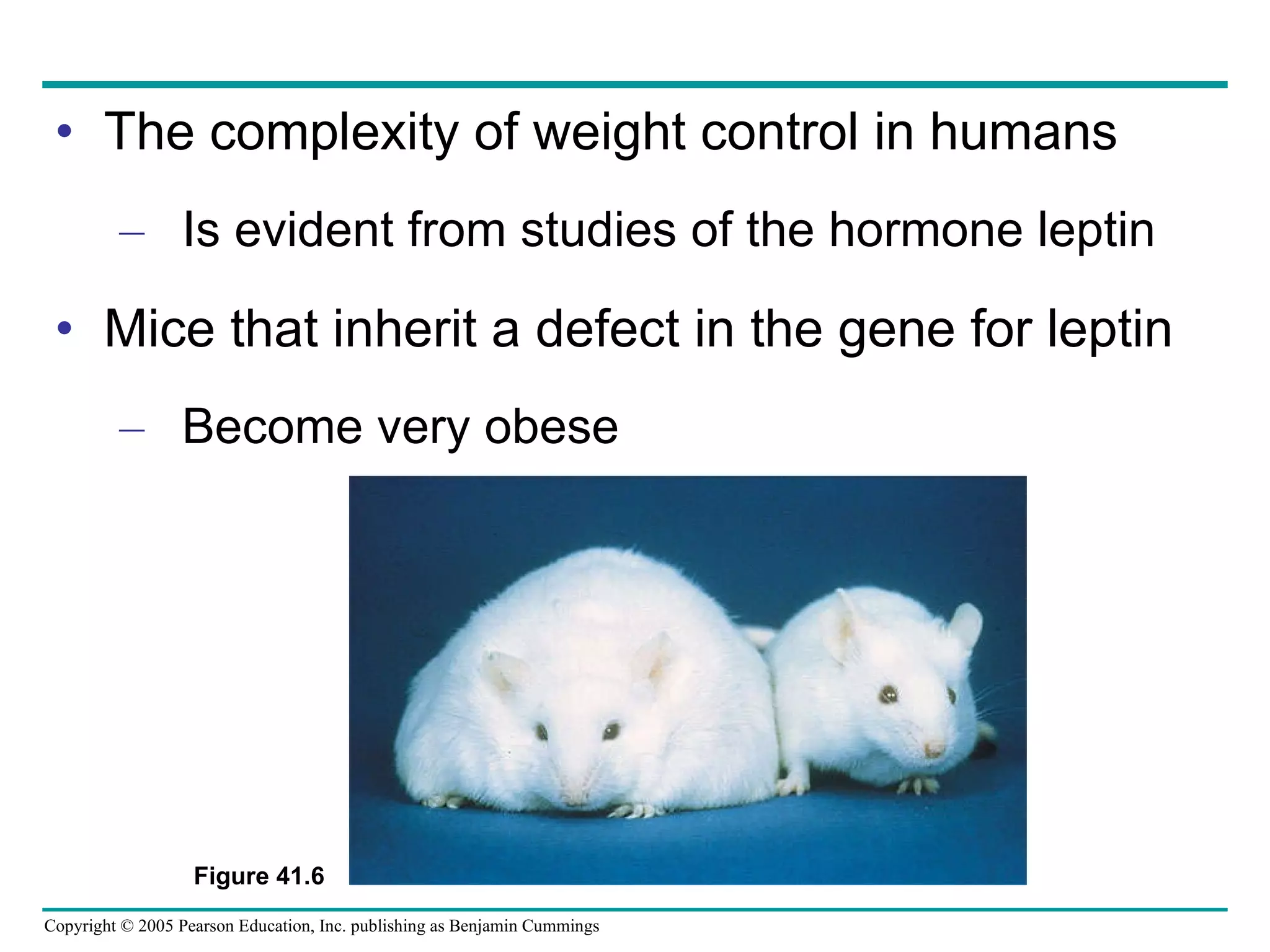 The complexity of weight control in humans Is evident from studies of the hormone leptin Mice that inherit a defect in the gene for leptin Become very obese Figure 41.6 