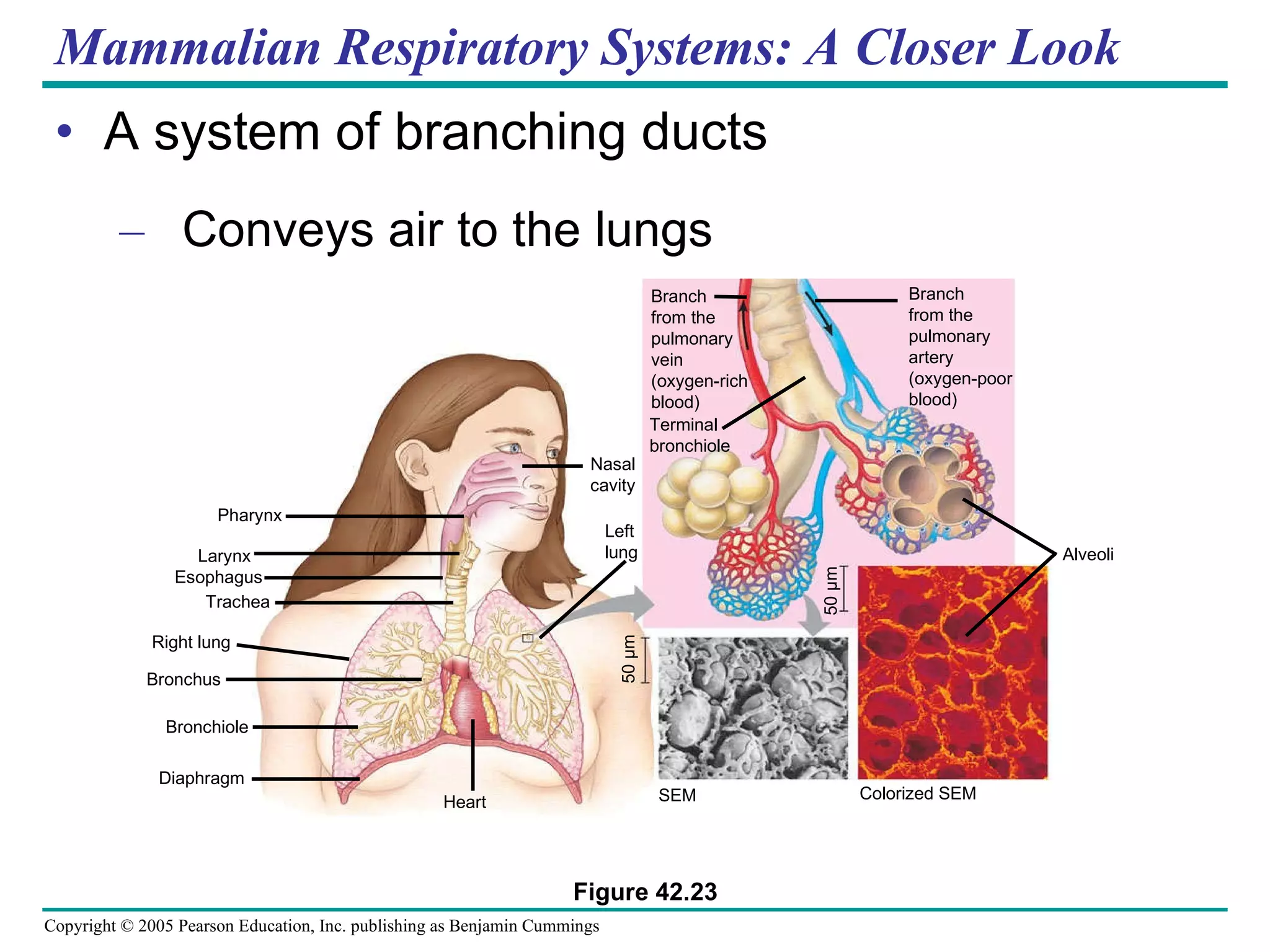 Mammalian Respiratory Systems: A Closer Look A system of branching ducts Conveys air to the lungs Branch  from the  pulmonary  vein  (oxygen-rich  blood)   Terminal  bronchiole Branch  from the pulmonary artery (oxygen-poor  blood) Alveoli Colorized SEM SEM 50 µm 50 µm Heart Left  lung Nasal cavity Pharynx Larynx Diaphragm Bronchiole Bronchus Right lung Trachea Esophagus Figure 42.23 