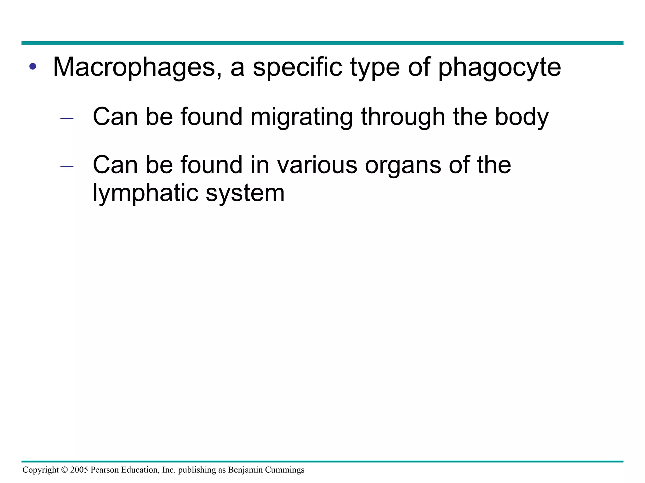 Macrophages, a specific type of phagocyte Can be found migrating through the body Can be found in various organs of the lymphatic system 