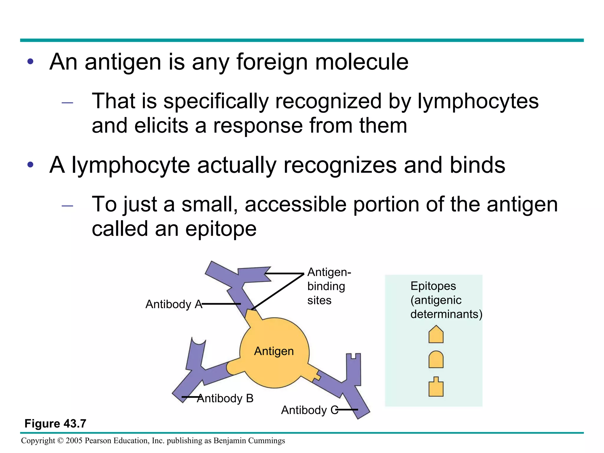 An antigen is any foreign molecule That is specifically recognized by lymphocytes and elicits a response from them A lymphocyte actually recognizes and binds To just a small, accessible portion of the antigen called an epitope Figure 43.7 Antigen- binding  sites Antibody A Antigen Antibody B Antibody C Epitopes (antigenic determinants) 