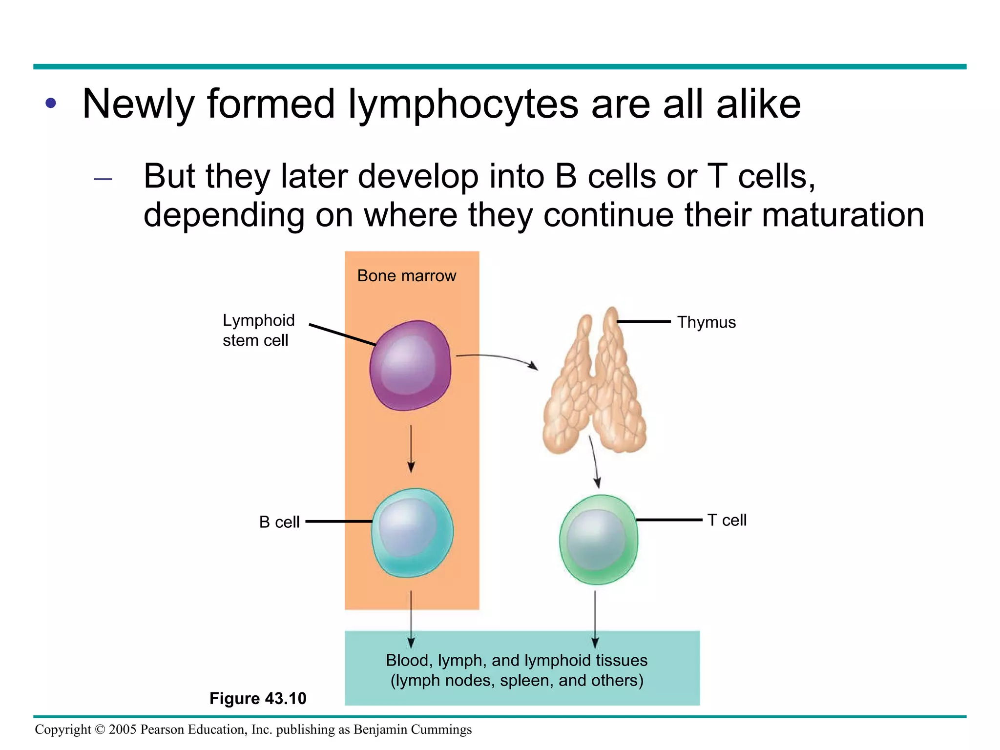 Newly formed lymphocytes are all alike But they later develop into B cells or T cells, depending on where they continue their maturation Figure 43.10 Bone marrow Lymphoid stem cell B cell Blood, lymph, and lymphoid tissues (lymph nodes, spleen, and others) T cell Thymus 