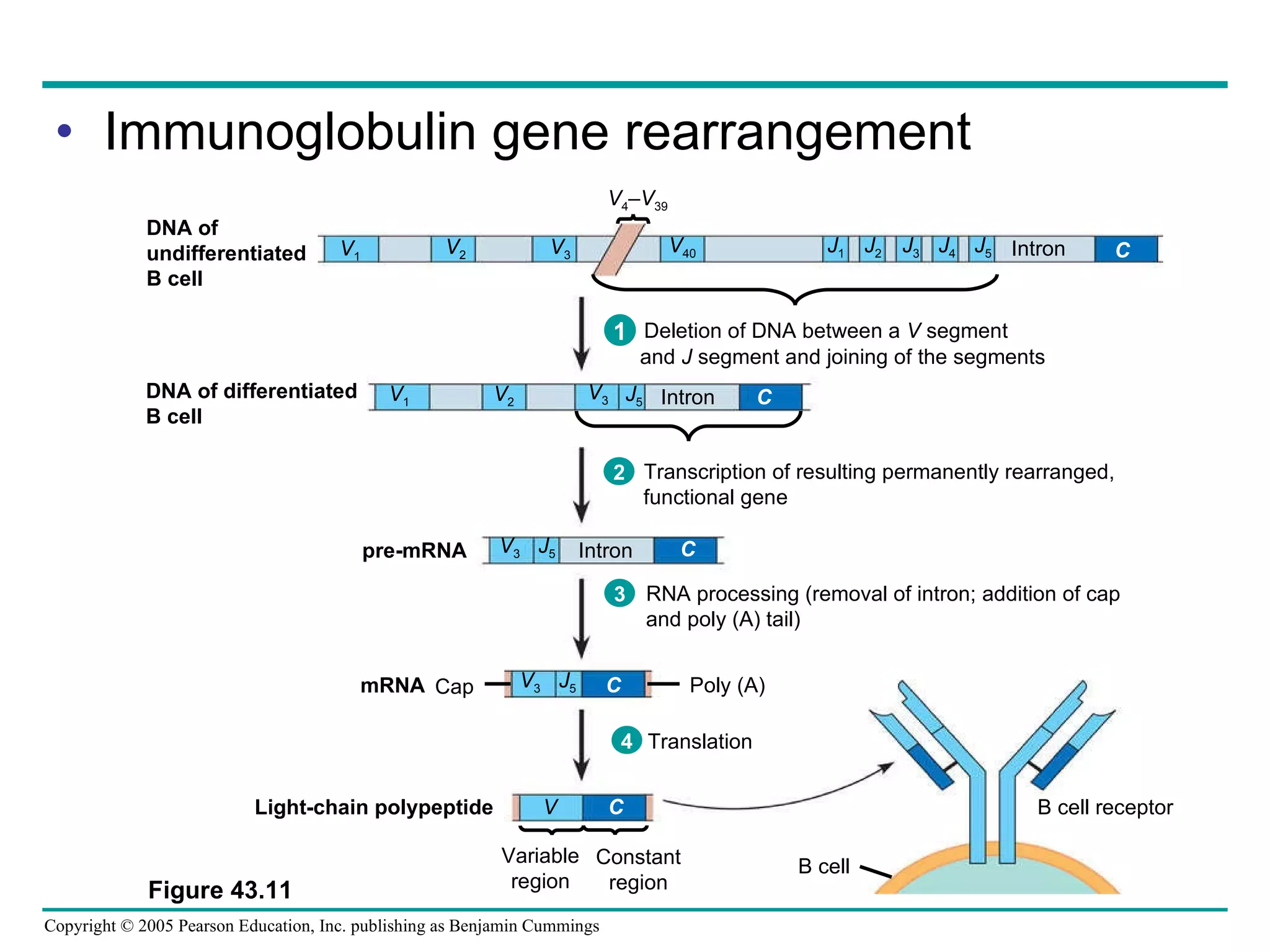 Immunoglobulin gene rearrangement DNA of undifferentiated B cell DNA of differentiated B cell pre-mRNA mRNA Cap B cell B cell receptor Light-chain polypeptide Intron Intron Intron Variable region Constant region V 1 V 2 V 3 V 4 – V 39 V 40 J 1 J 2 J 3 J 4 J 5 V 1 V 2 V 3 J 5 V 3 J 5 V 3 J 5 V C C C C C Poly (A) Figure 43.11 Deletion of DNA between a  V  segment and  J  segment and joining of the segments 1 Transcription of resulting permanently rearranged, functional gene 2 RNA processing (removal of intron; addition of cap and poly (A) tail) 3 4 Translation 