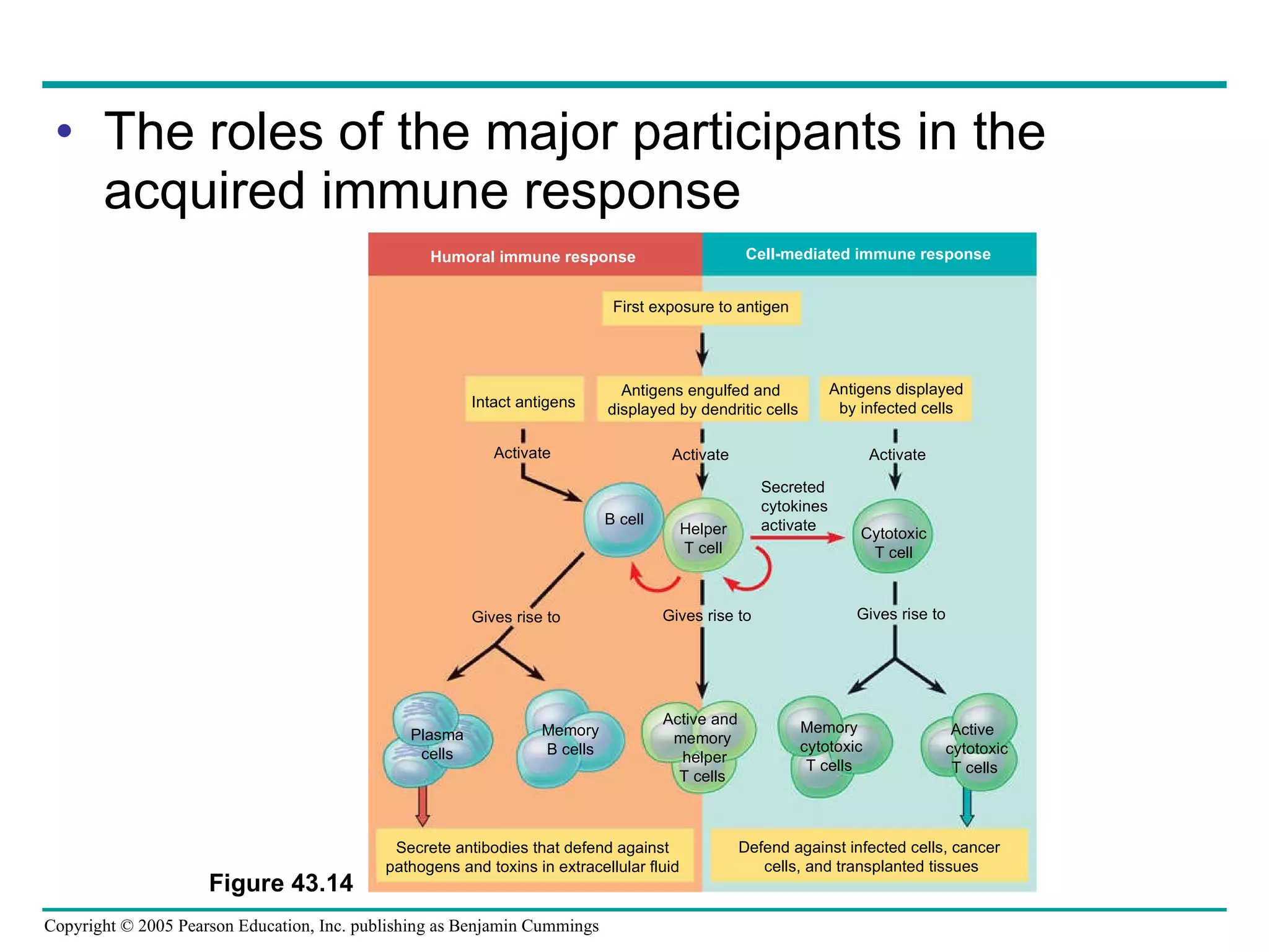 The roles of the major participants in the acquired immune response Figure 43.14 Humoral immune response Cell-mediated immune response First exposure to antigen Intact antigens Antigens engulfed and  displayed by dendritic cells Antigens displayed by infected cells Activate Activate Activate Gives rise to Gives rise to Gives rise to B cell Helper T cell Cytotoxic T cell Plasma cells Memory B cells Active and  memory  helper T cells Memory  cytotoxic T cells Active   cytotoxic T cells Secrete antibodies that defend against pathogens and toxins in extracellular fluid Defend against infected cells, cancer  cells, and transplanted tissues Secreted cytokines activate 