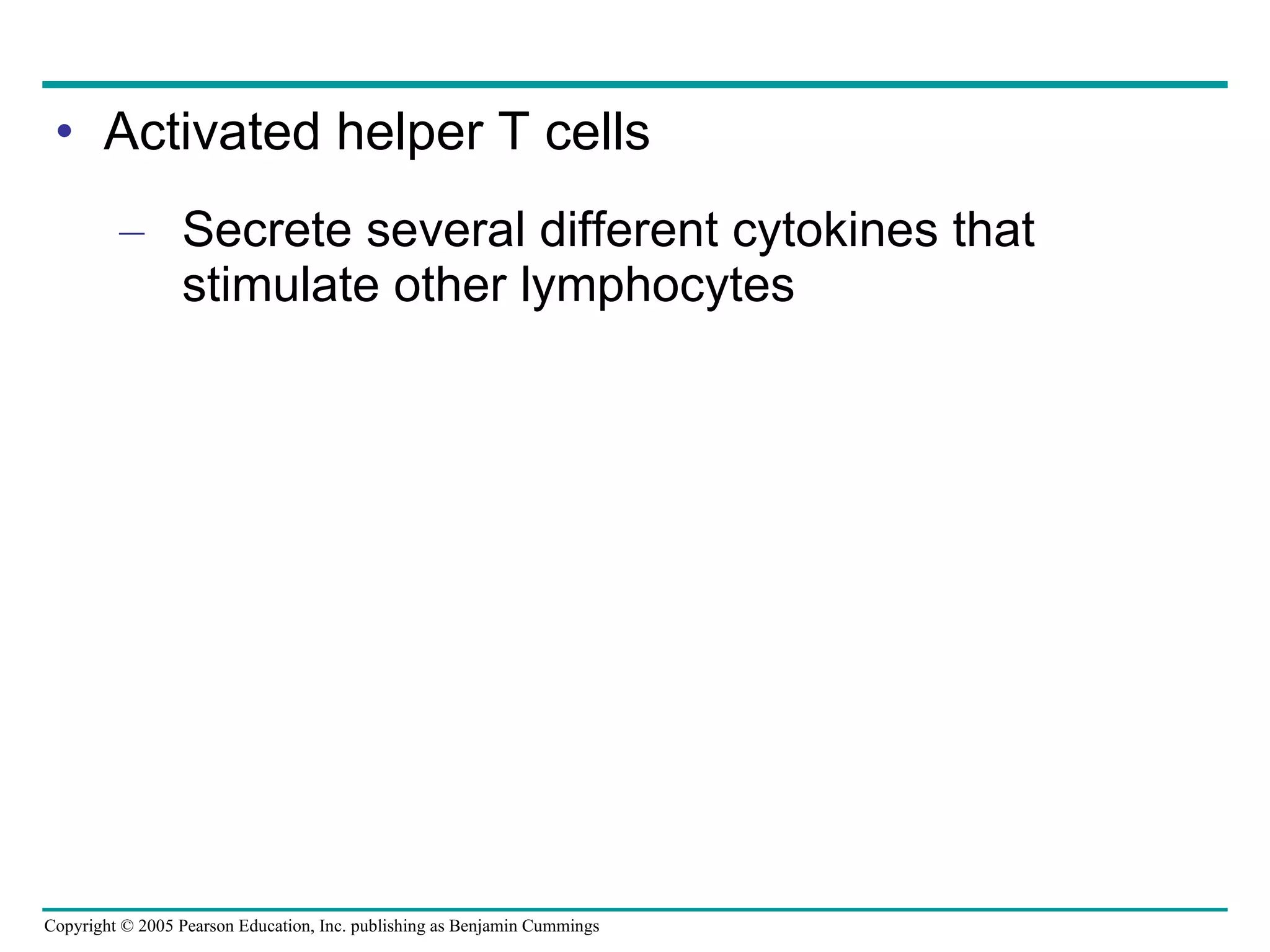 Activated helper T cells Secrete several different cytokines that stimulate other lymphocytes 