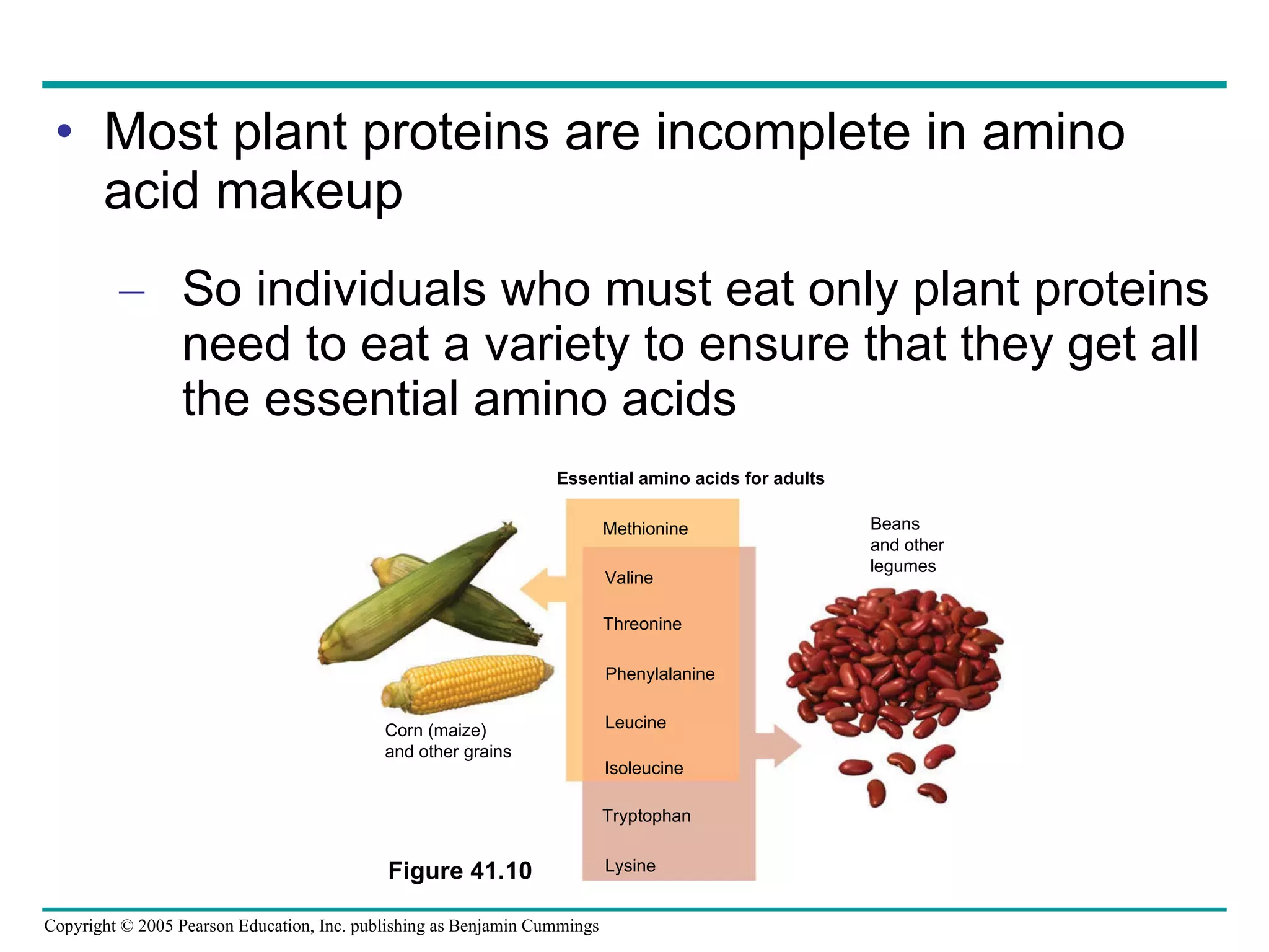 Most plant proteins are incomplete in amino acid makeup So individuals who must eat only plant proteins need to eat a variety to ensure that they get all the essential amino acids Corn (maize) and other grains Beans and other  legumes Essential amino acids for adults  Methionine Valine Threonine Phenylalanine Leucine Isoleucine Lysine Tryptophan Figure 41.10 