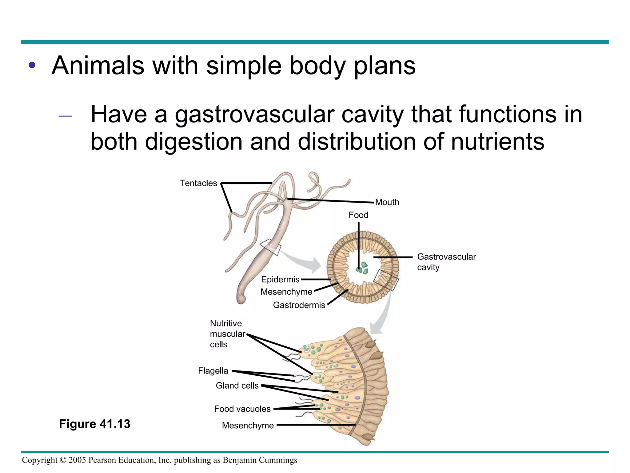Animals with simple body plans Have a gastrovascular cavity that functions in both digestion and distribution of nutrients Figure 41.13  Gastrovascular cavity Food Epidermis Mesenchyme Gastrodermis Mouth Tentacles Mesenchyme Food vacuoles Gland cells Flagella Nutritive muscular cells 
