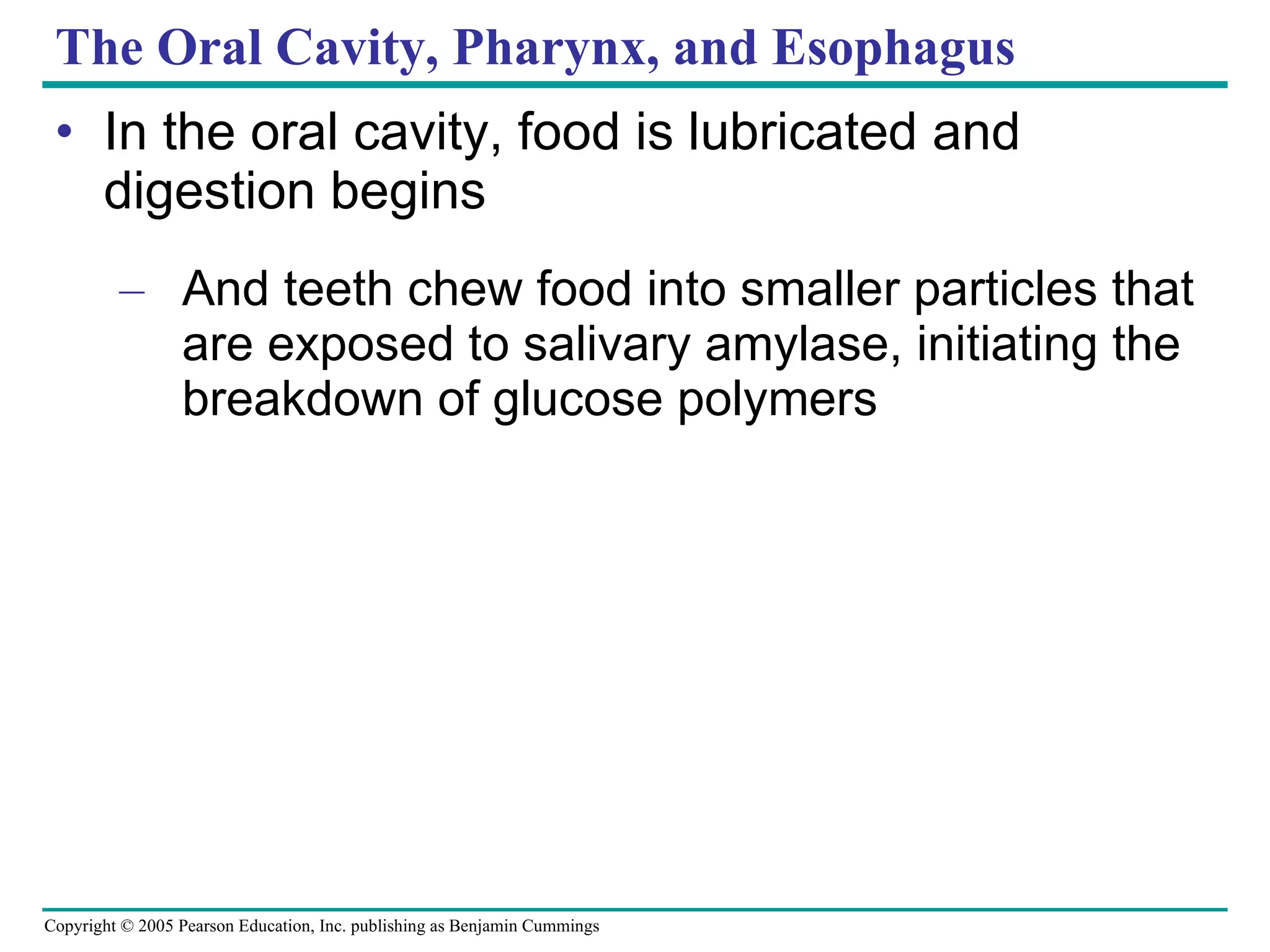 The Oral Cavity, Pharynx, and Esophagus In the oral cavity, food is lubricated and digestion begins And teeth chew food into smaller particles that are exposed to salivary amylase, initiating the breakdown of glucose polymers 