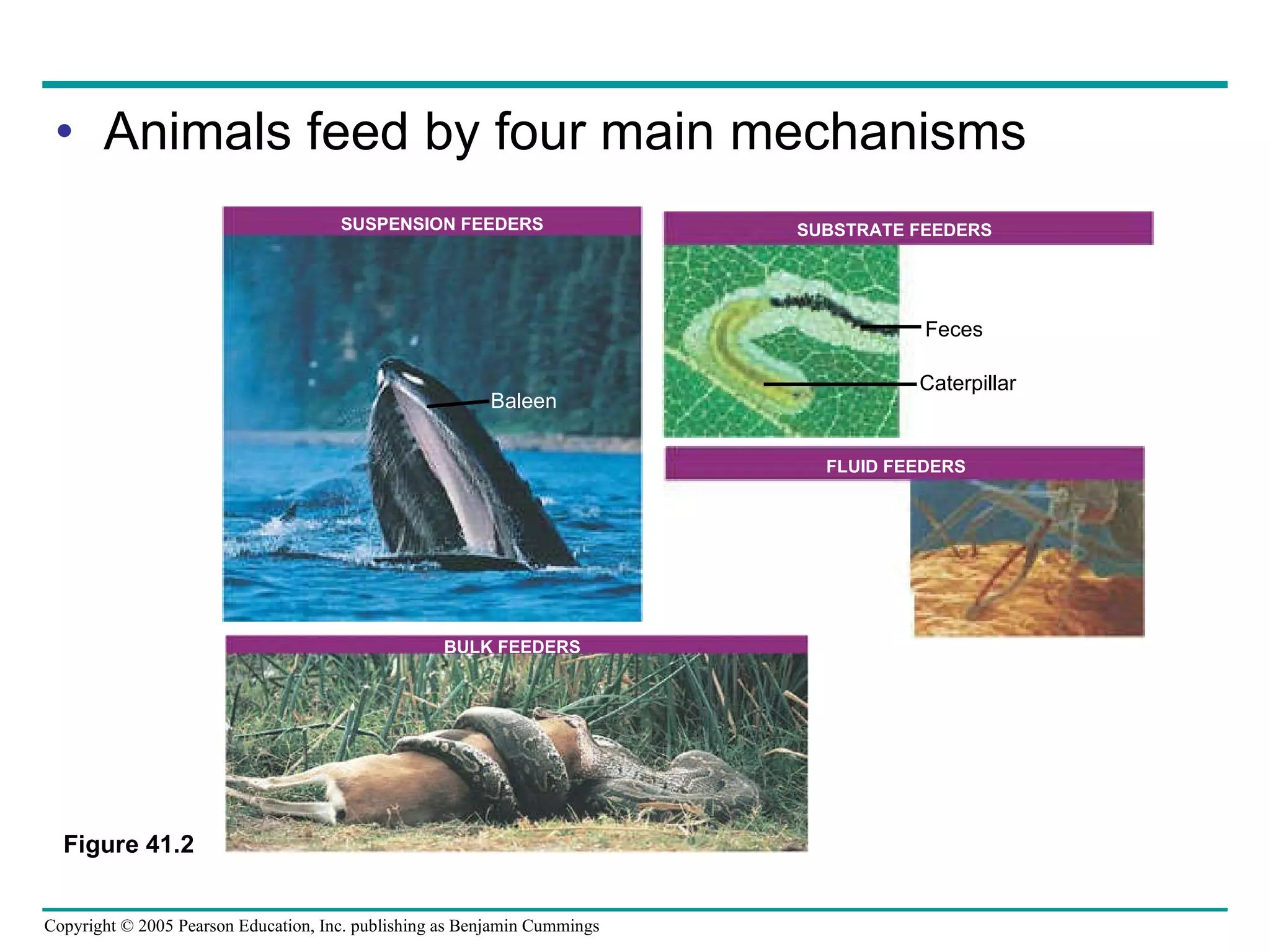 Animals feed by four main mechanisms Figure 41.2 Baleen SUSPENSION FEEDERS Feces SUBSTRATE FEEDERS BULK FEEDERS FLUID FEEDERS Caterpillar 