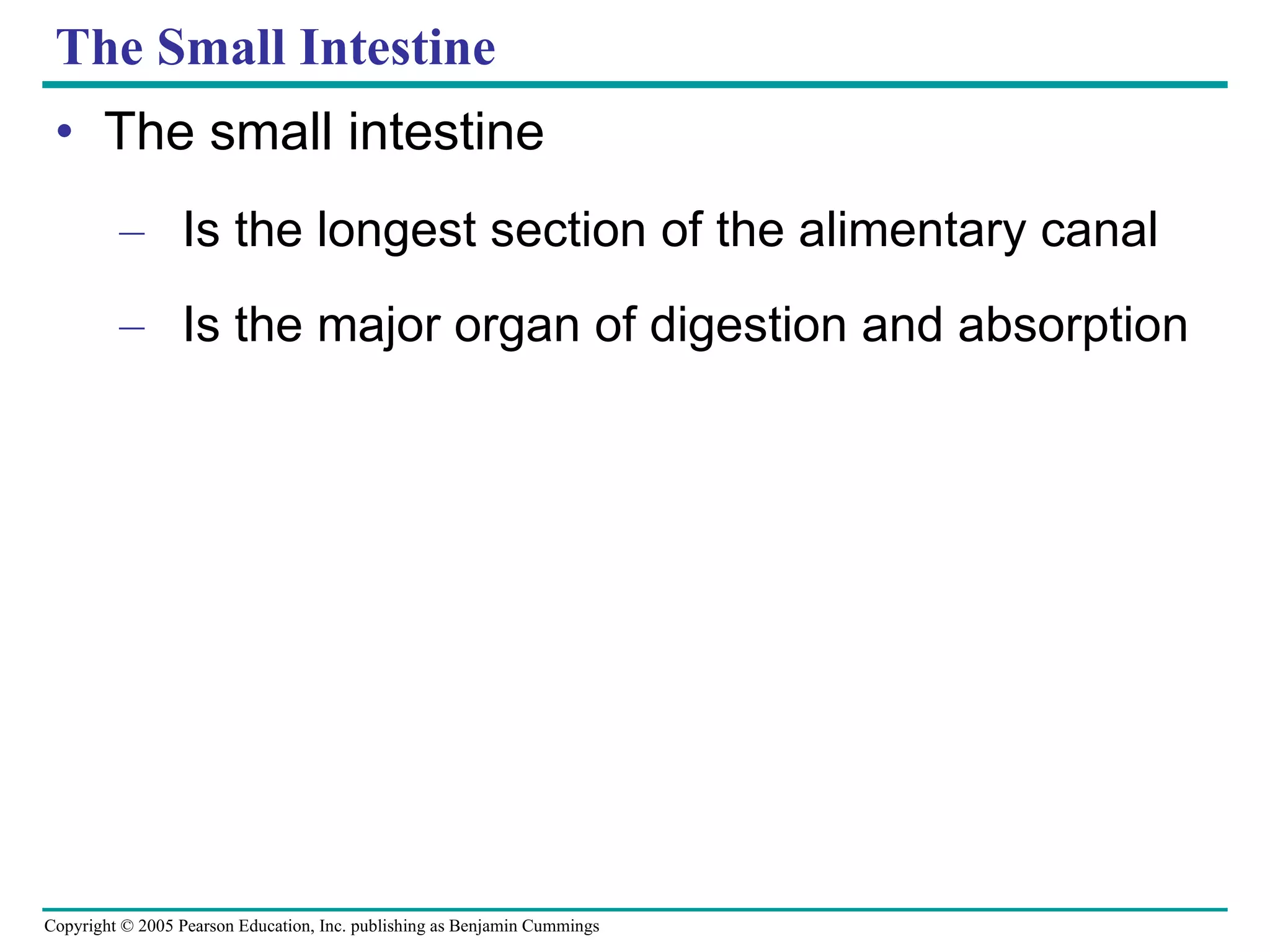 The Small Intestine  The small intestine Is the longest section of the alimentary canal Is the major organ of digestion and absorption 