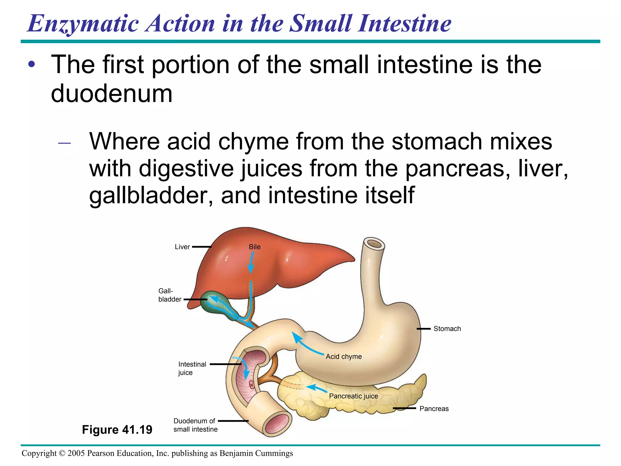 Enzymatic Action in the Small Intestine The first portion of the small intestine is the duodenum Where acid chyme from the stomach mixes with digestive juices from the pancreas, liver, gallbladder, and intestine itself Figure 41.19 Liver Bile Acid chyme Stomach Pancreatic juice Pancreas Intestinal juice Duodenum of  small intestine Gall- bladder 