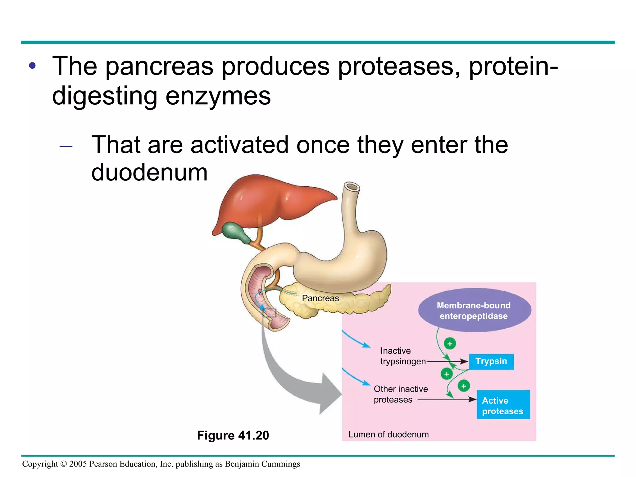 The pancreas produces proteases, protein-digesting enzymes That are activated once they enter the duodenum Figure 41.20 Pancreas Membrane-bound enteropeptidase Trypsin Active  proteases Lumen of duodenum Inactive trypsinogen Other inactive proteases 