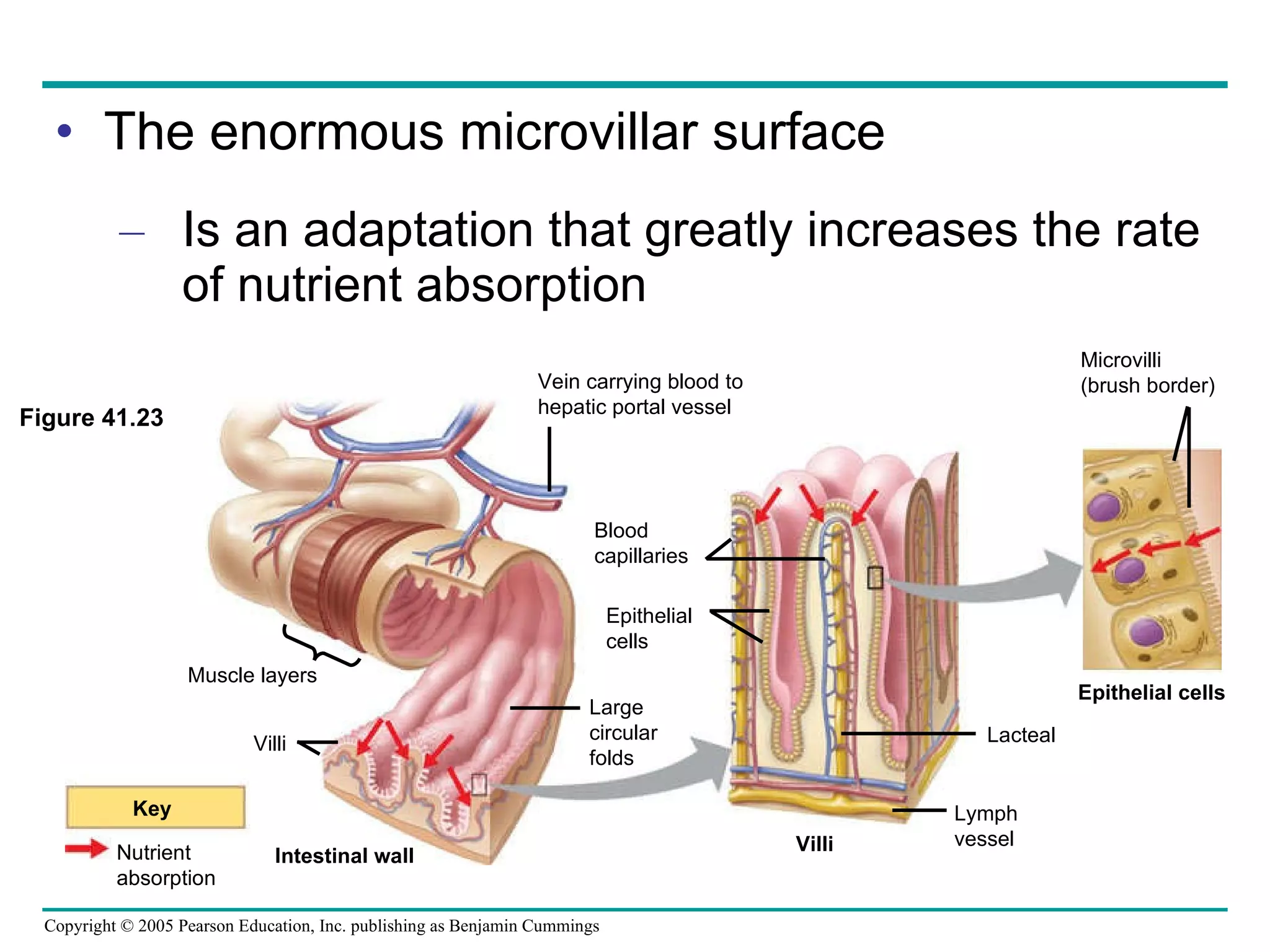 The enormous microvillar surface Is an adaptation that greatly increases the rate of nutrient absorption Figure 41.23 Epithelial cells Key Nutrient absorption Vein carrying blood to  hepatic portal vessel Villi Large circular folds Intestinal wall Villi Epithelial cells Lymph  vessel Blood capillaries Lacteal Microvilli (brush border) Muscle layers 