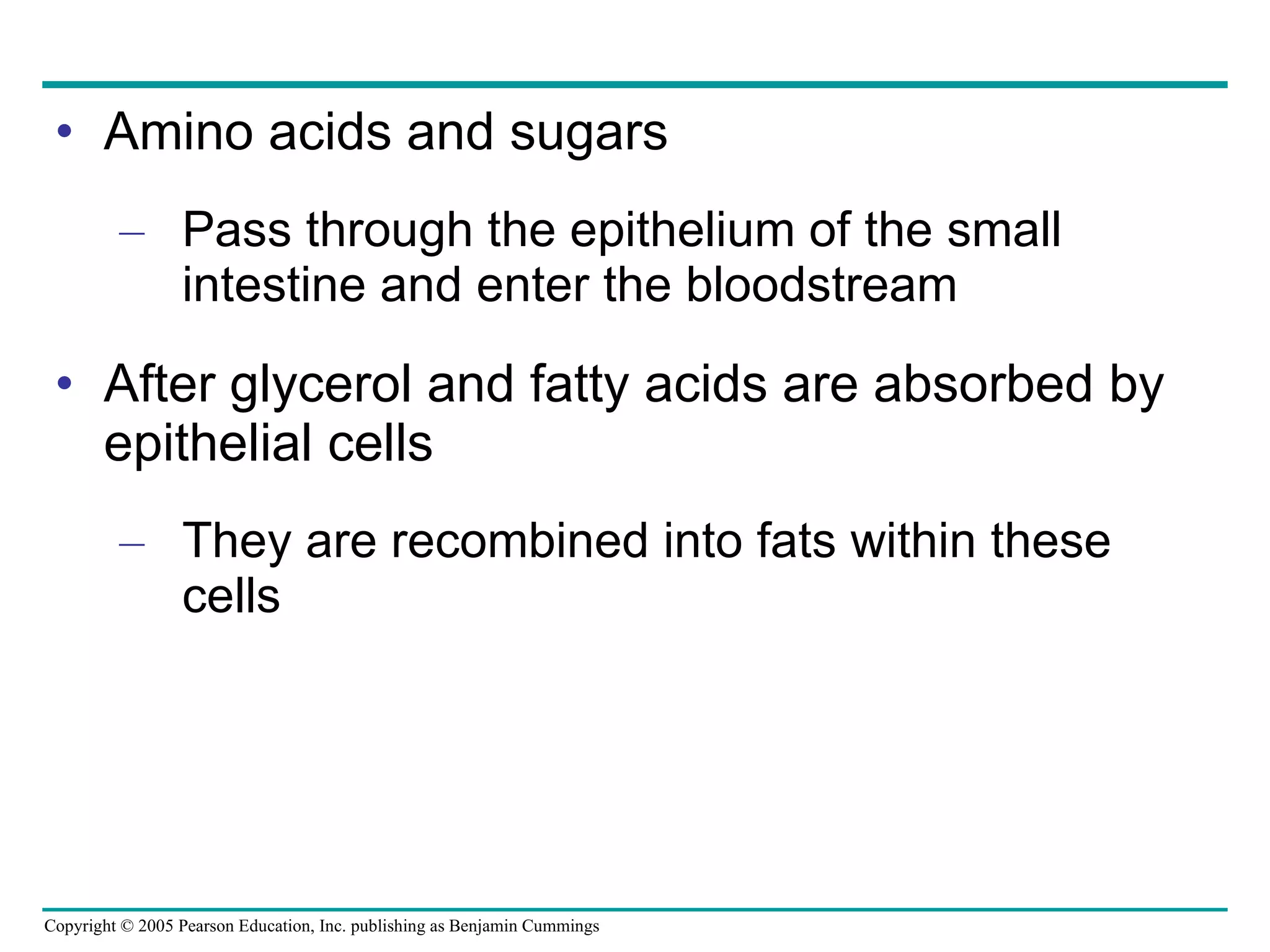 Amino acids and sugars Pass through the epithelium of the small intestine and enter the bloodstream After glycerol and fatty acids are absorbed by epithelial cells They are recombined into fats within these cells 