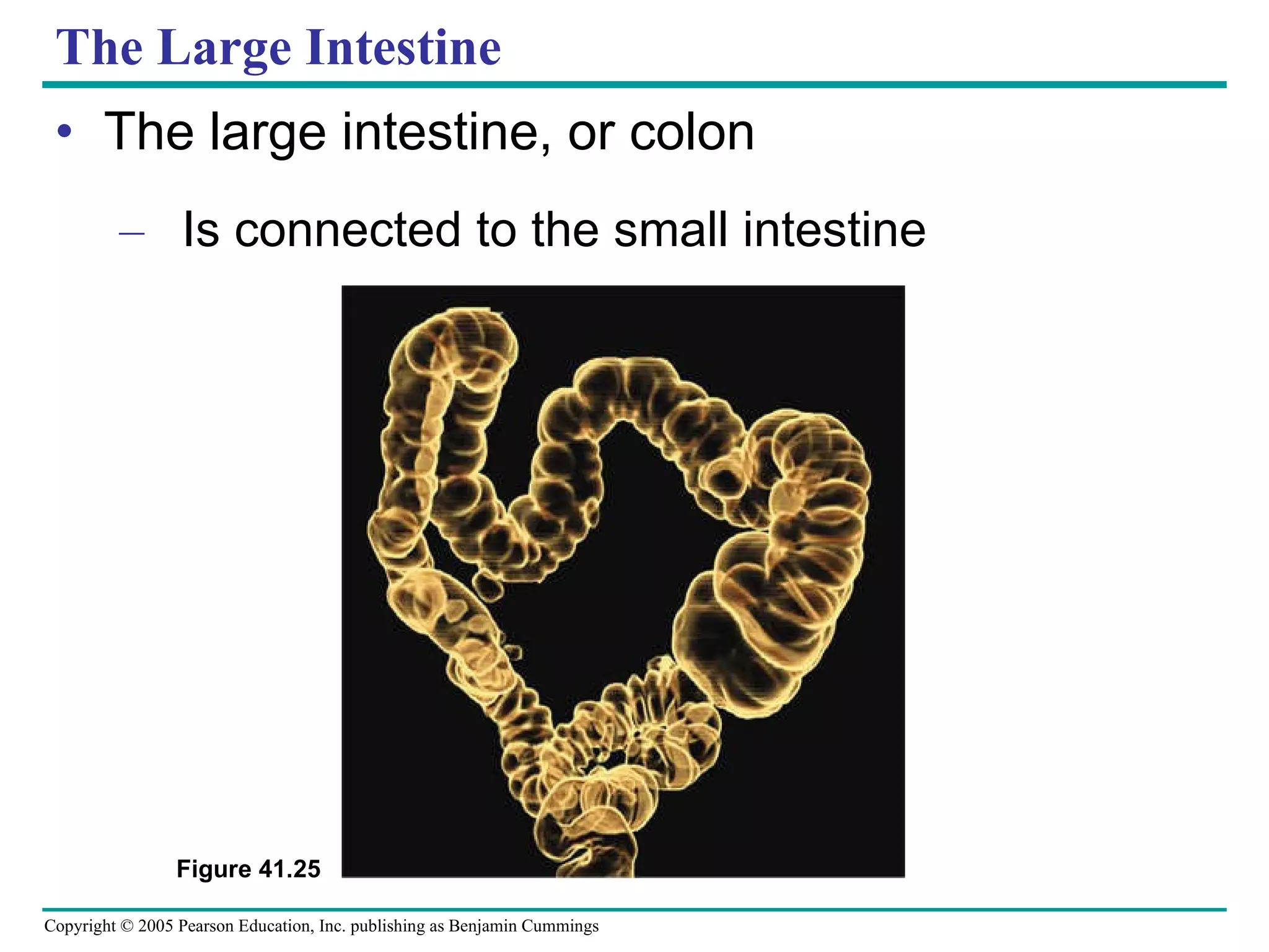 The Large Intestine The large intestine, or colon Is connected to the small intestine Figure 41.25 