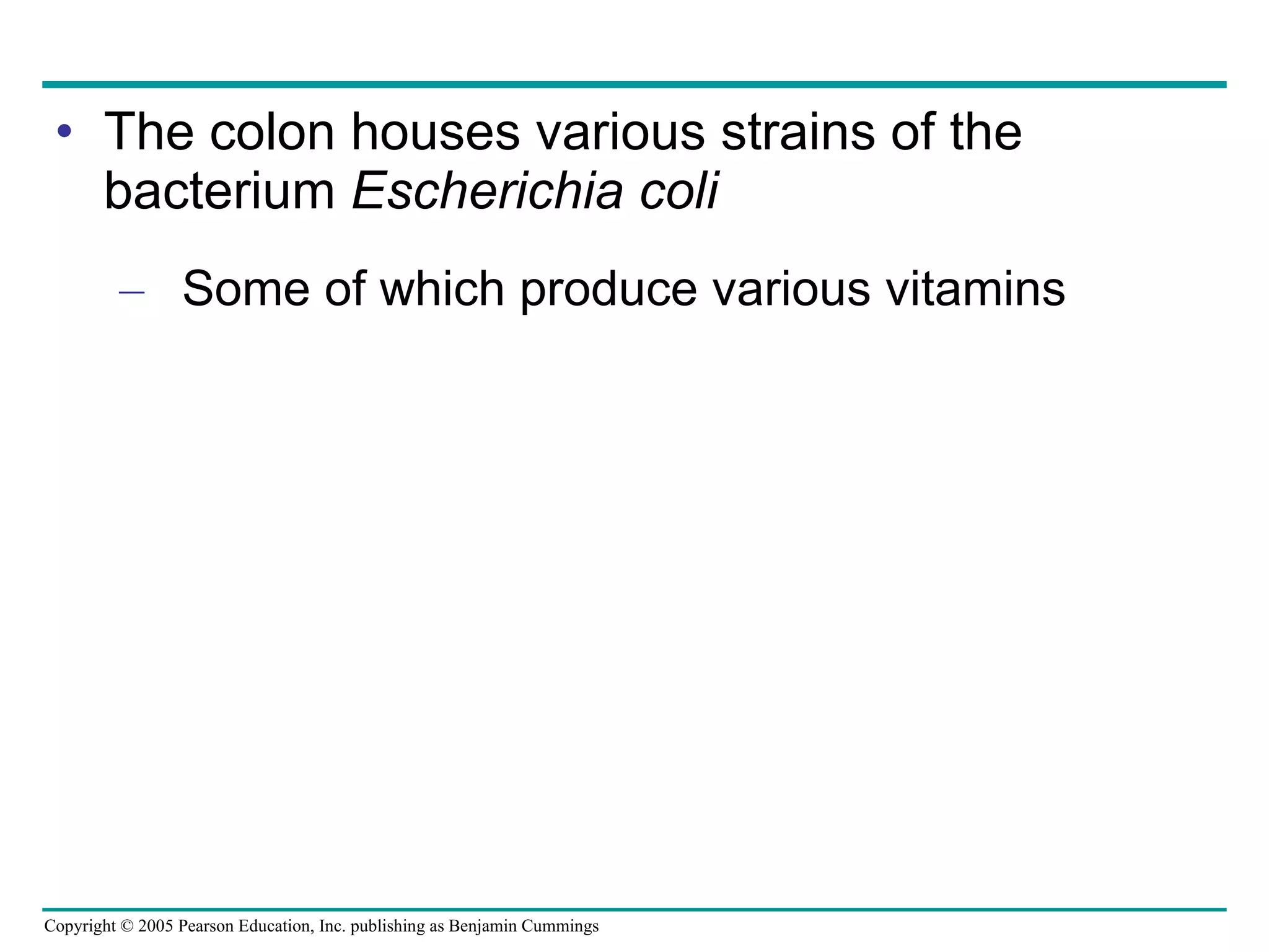 The colon houses various strains of the bacterium  Escherichia coli Some of which produce various vitamins 