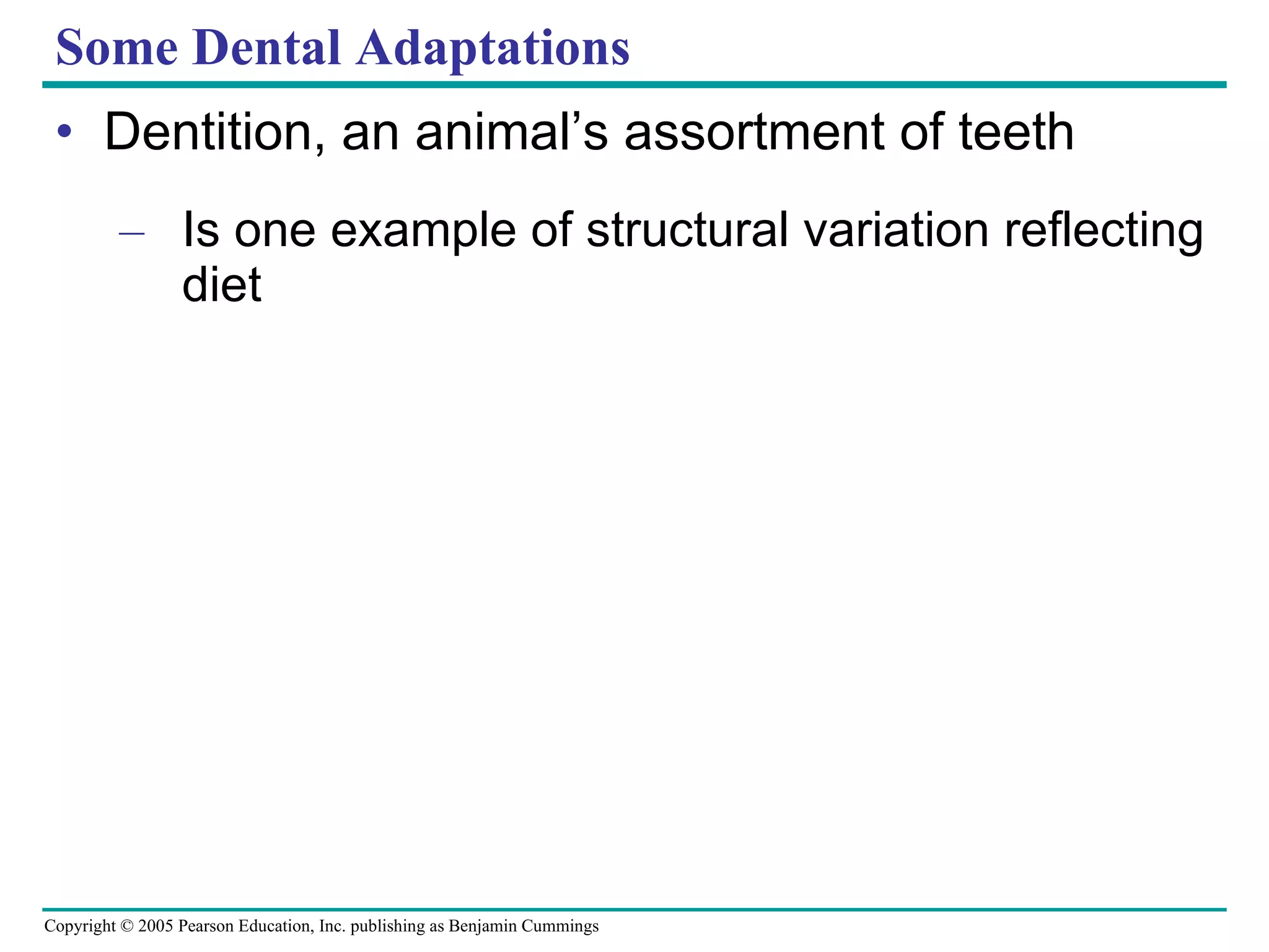 Some Dental Adaptations Dentition, an animal’s assortment of teeth Is one example of structural variation reflecting diet 