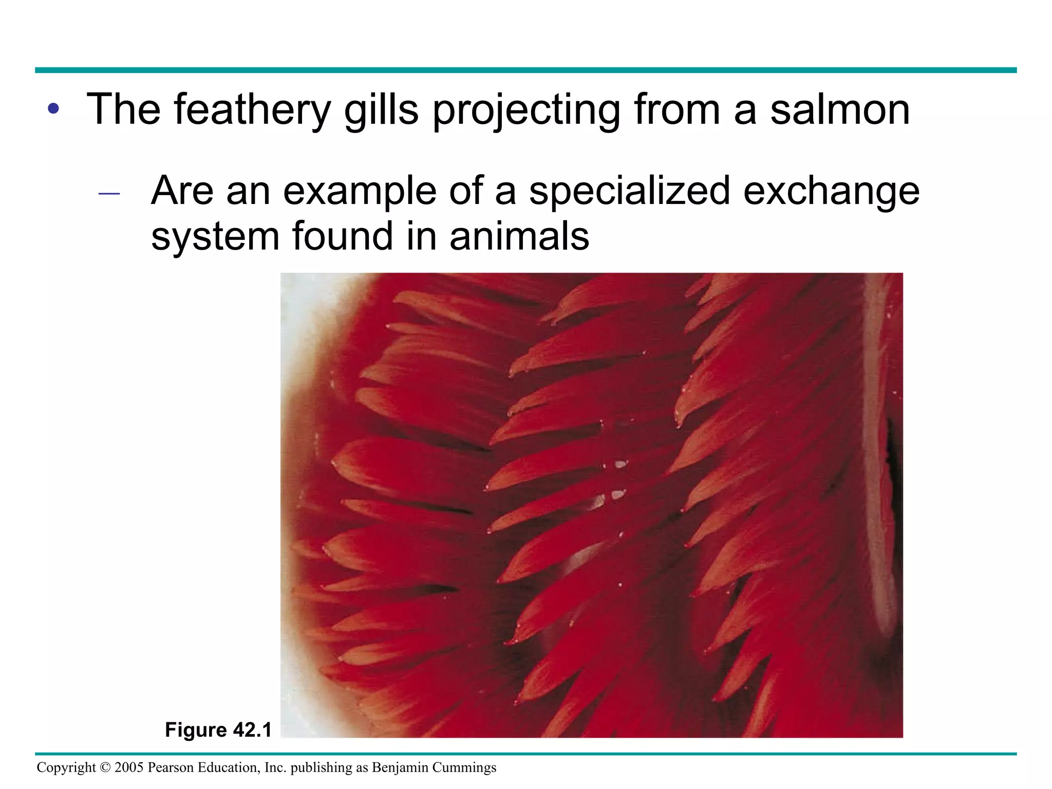 The feathery gills projecting from a salmon Are an example of a specialized exchange system found in animals Figure 42.1 
