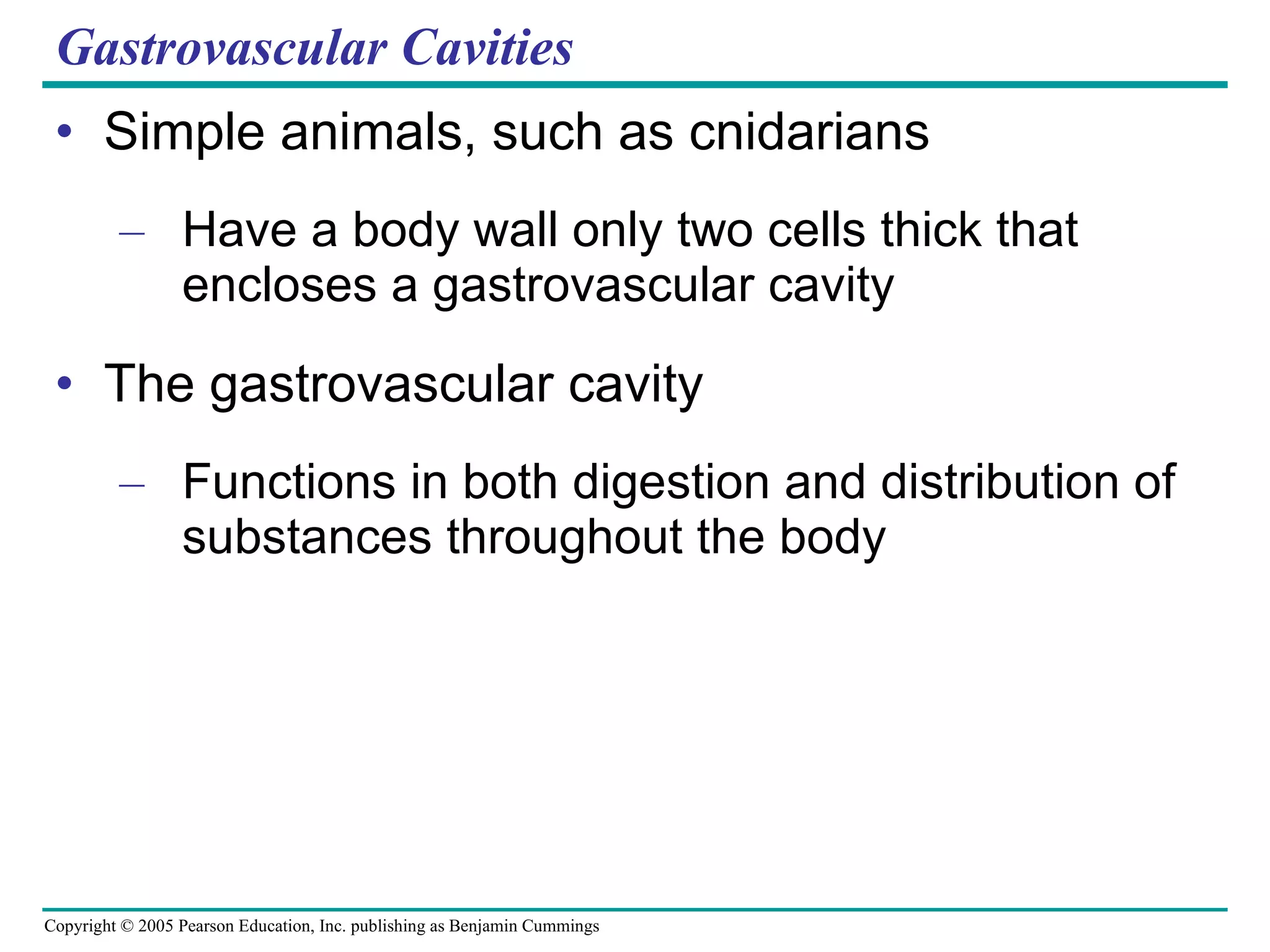 Gastrovascular Cavities Simple animals, such as cnidarians Have a body wall only two cells thick that encloses a gastrovascular cavity The gastrovascular cavity Functions in both digestion and distribution of substances throughout the body 