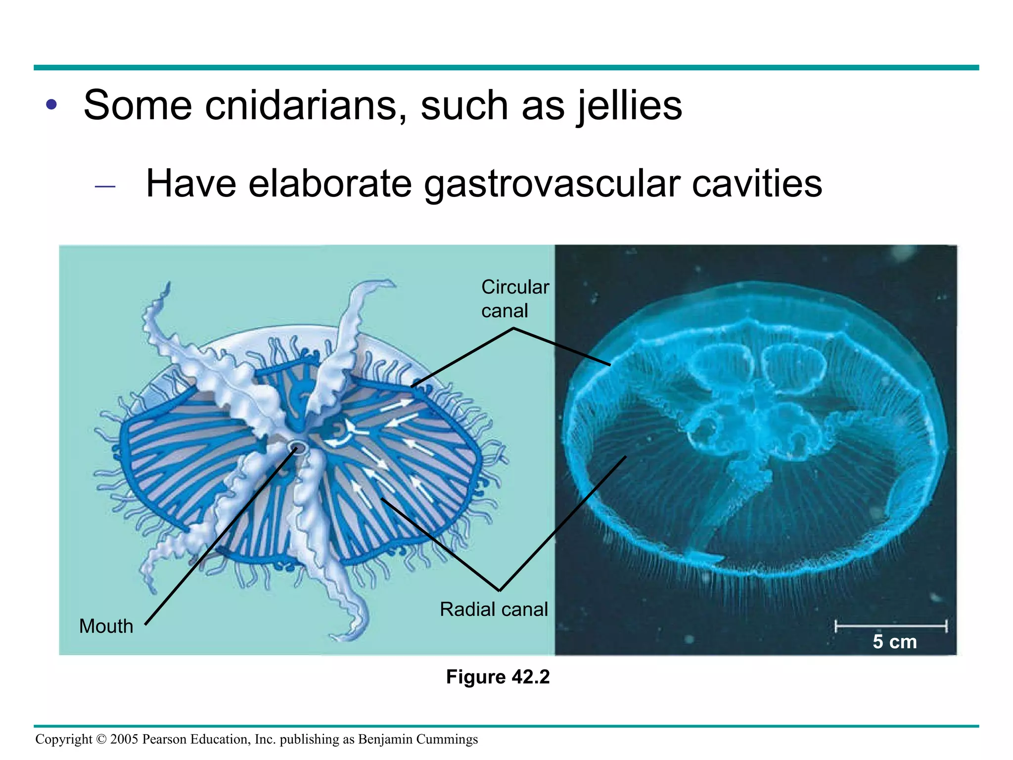 Some cnidarians, such as jellies Have elaborate gastrovascular cavities Figure 42.2 Circular canal Radial canal 5 cm Mouth 