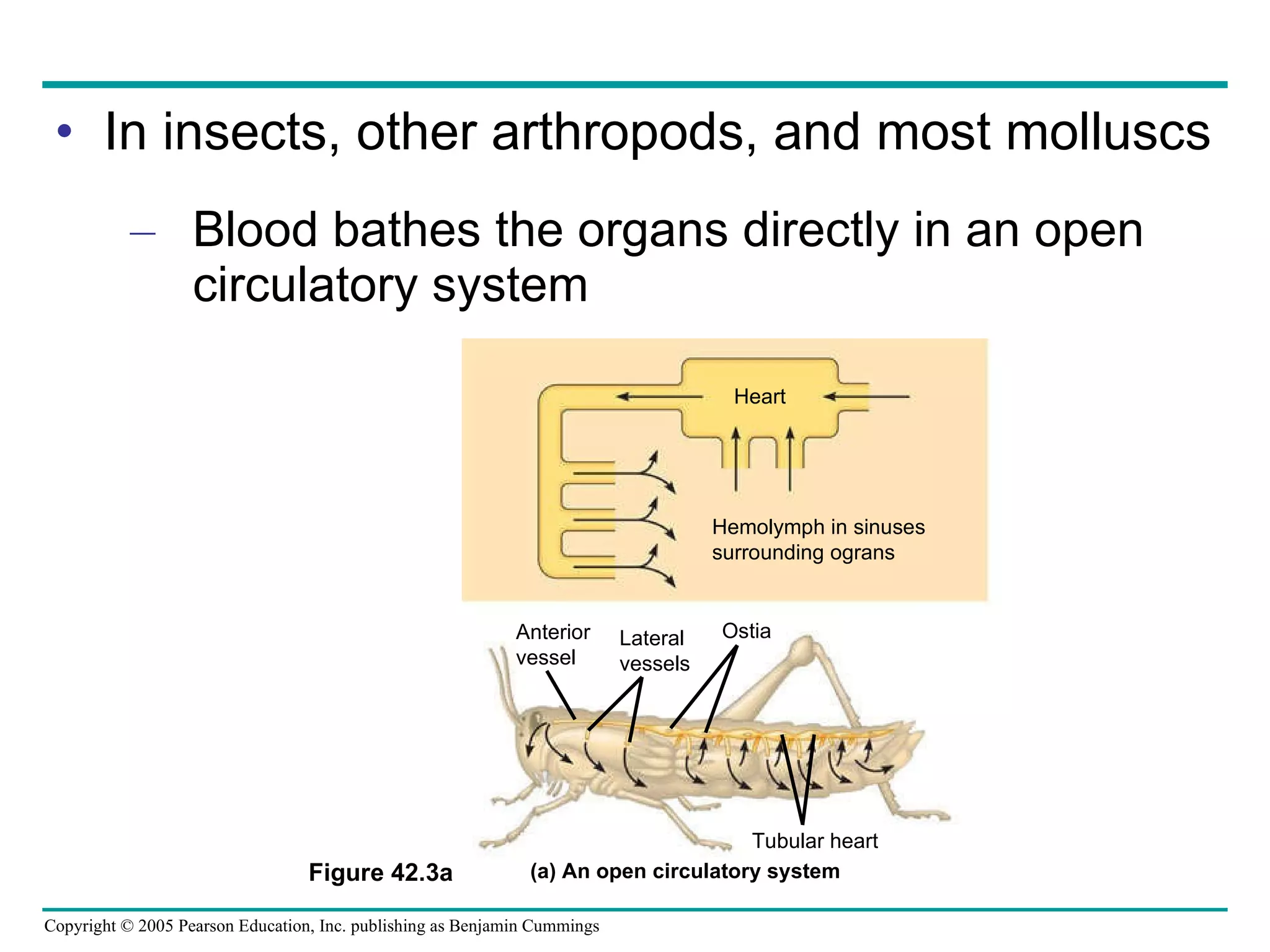 In insects, other arthropods, and most molluscs Blood bathes the organs directly in an open circulatory system Heart Hemolymph in sinuses surrounding ograns Anterior  vessel Tubular heart Lateral  vessels Ostia (a) An open circulatory system Figure 42.3a 