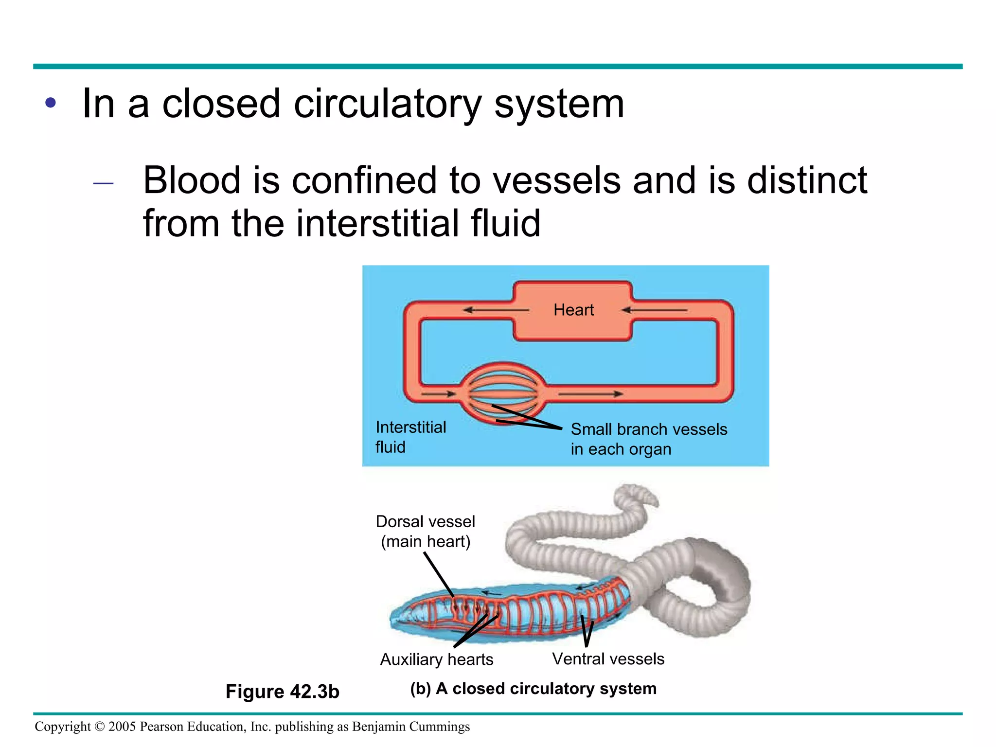 In a closed circulatory system Blood is confined to vessels and is distinct from the interstitial fluid Figure 42.3b Interstitial fluid Heart Small branch vessels  in each organ Dorsal vessel (main heart) Ventral vessels Auxiliary hearts (b) A closed circulatory system 