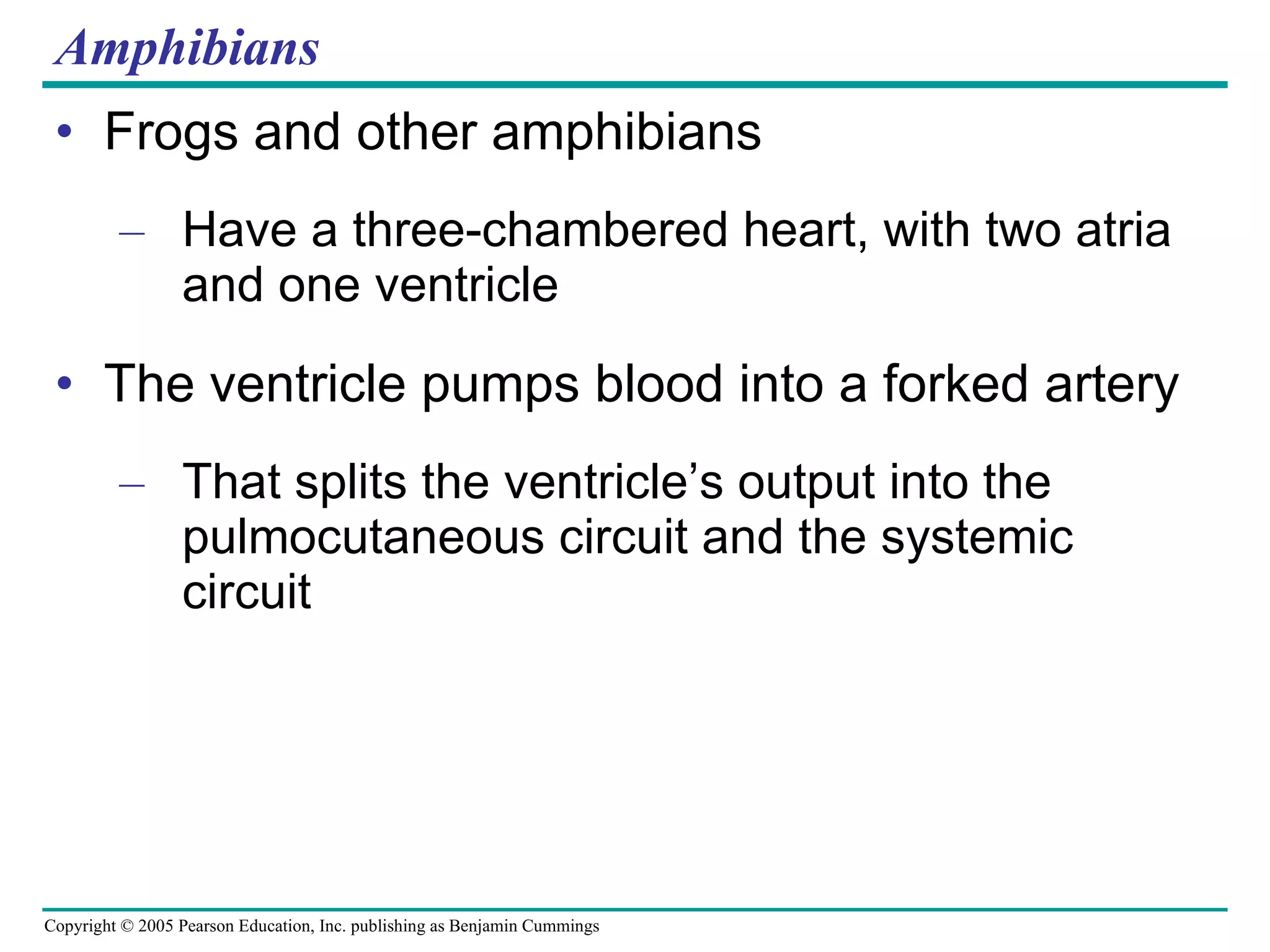 Amphibians Frogs and other amphibians Have a three-chambered heart, with two atria and one ventricle The ventricle pumps blood into a forked artery That splits the ventricle’s output into the pulmocutaneous circuit and the systemic circuit 