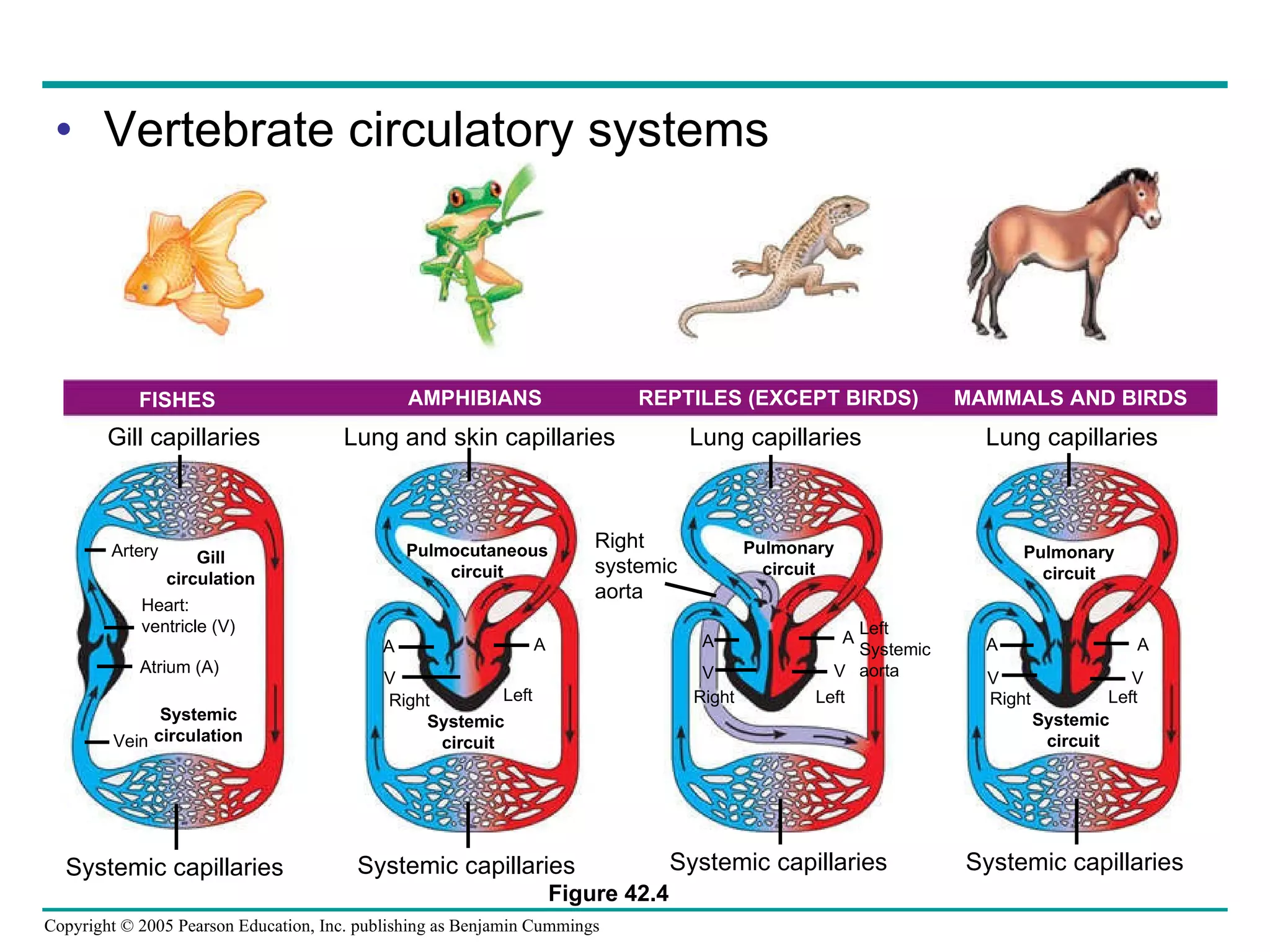 Vertebrate circulatory systems FISHES  AMPHIBIANS REPTILES (EXCEPT BIRDS) MAMMALS AND BIRDS Systemic capillaries Systemic capillaries Systemic capillaries Systemic capillaries Lung capillaries Lung capillaries Lung and skin capillaries Gill capillaries Right Left  Right Left  Right Left  Systemic  circuit Systemic  circuit Pulmocutaneous circuit Pulmonary circuit Pulmonary circuit Systemic circulation Vein Atrium (A) Heart: ventricle (V) Artery Gill circulation A V V V V V A A A A A Left  Systemic aorta Right  systemic aorta Figure 42.4 