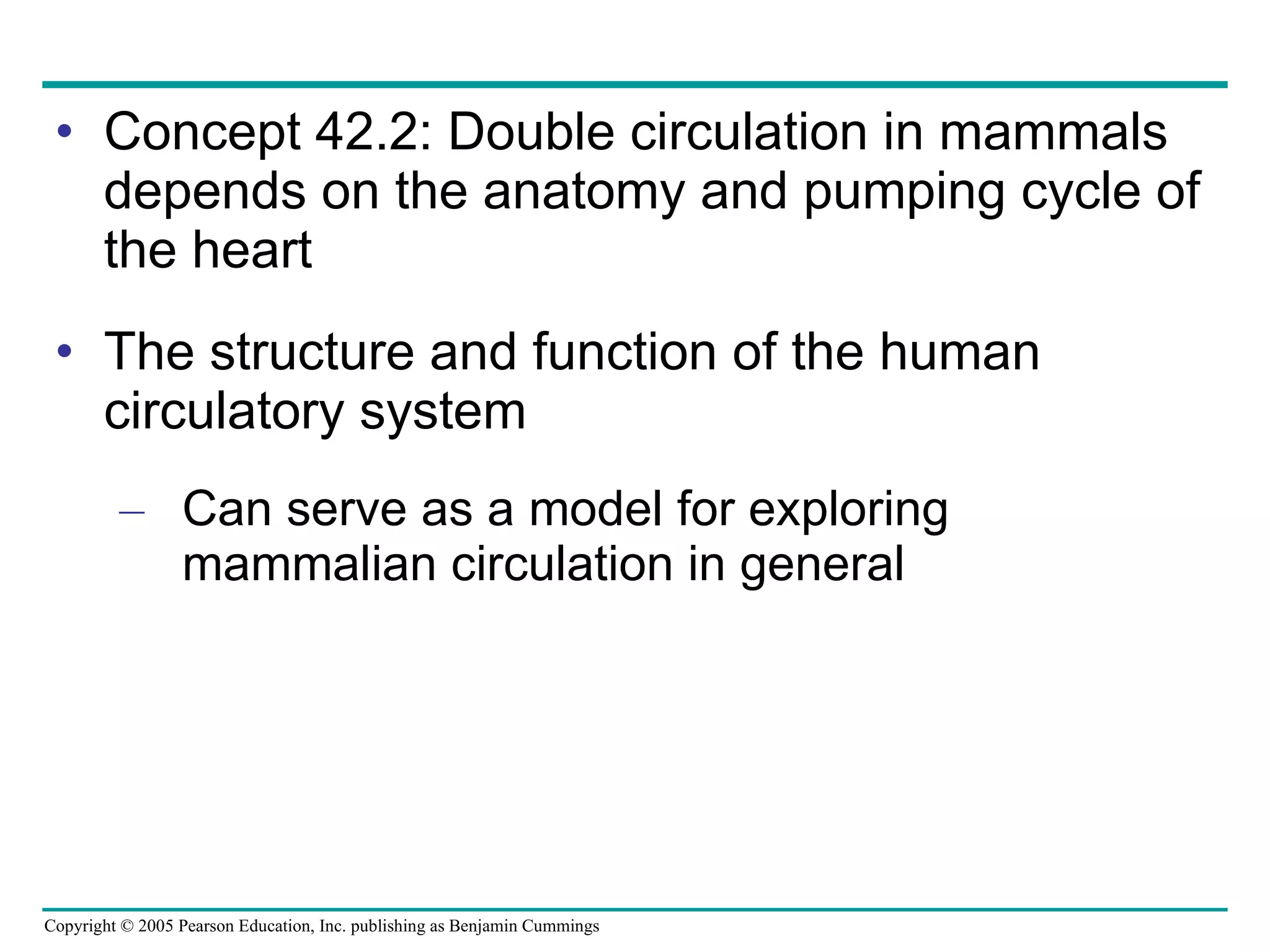 Concept 42.2: Double circulation in mammals depends on the anatomy and pumping cycle of the heart The structure and function of the human circulatory system Can serve as a model for exploring mammalian circulation in general 