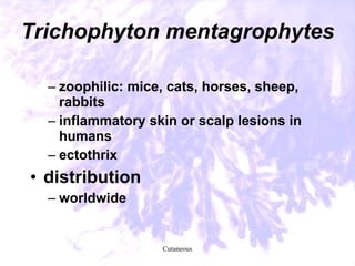 41. laboratory diagnosis of common fungal diseases | PPT