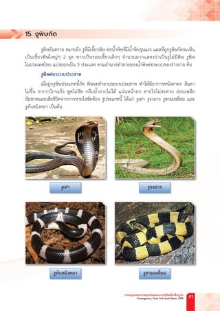 งูเห่า
งูทับสมิงคลา
งูจงอาง
งูสามเหลี่ยม
15. งูพิษกัด
งูพิษอันตราย หมายถึง งูที่มีเขี้ยวพิษ ต่อน�้ำพิษที่มีน�้ำพิษรุนแรง แผลที่ถูกงูพิษกัดจะเห็น
เป็นเขี้ยวพิษใหญ่ๆ 2 จุด หากเป็นรอยเขี้ยวเล็กๆ จ�ำนวนมากแสดงว่าเป็นงูไม่มีพิษ งูพิษ
ในประเทศไทย แบ่งออกเป็น 3 ประเภท ตามอ�ำนาจท�ำลายของน�้ำพิษต่อระบบของร่างกาย คือ
งูพิษต่อระบบประสาท
เมื่อถูกงูพิษประเภทนี้กัด พิษจะท�ำลายระบบประสาท ท�ำให้มีอาการหนังตาตก ลืมตา
ไม่ขึ้น ขากรรไกรแข็ง พูดไม่ชัด กลืนน�้ำลายไม่ได้ แน่นหน้าอก หายใจไม่สะดวก อ่อนเพลีย
อัมพาตและเสียชีวิตจากการหายใจขัดข้อง งูประเภทนี้ ได้แก่ งูเห่า งูจงอาง งูสามเหลี่ยม และ
งูทับสมิงคลา เป็นต้น
การปฐมพยาบาลฉุกเฉินและการกู้ชีพขั้นพื้นฐาน
Emergency First Aid and Basic CPR 41
 