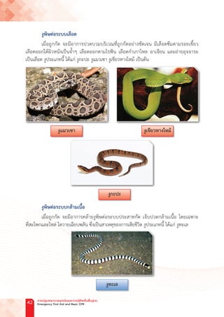 งูพิษต่อระบบเลือด
เมื่อถูกกัด จะมีอาการปวดบวมบริเวณที่ถูกกัดอย่างชัดเจน มีเลือดซึมตามรอยเขี้ยว
เลือดออกใต้ผิวหนังเป็นจ�้ำๆ เลือดออกตามไรฟัน เลือดก�ำเกาไหล อาเจียน และถ่ายอุจจาระ
เป็นเลือด งูประเภทนี้ ได้แก่ งูกะปะ งูแมวเซา งูเขียวหางไหม้ เป็นต้น
งูพิษต่อระบบกล้ามเนื้อ
เมื่อถูกกัด จะมีอาการคล้ายงูพิษต่อระบบประสาทกัด เจ็บปวดกล้ามเนื้อ โดยเฉพาะ
ที่สะโพกและไหล่ ไตวายเฉียบพลัน ซึ่งเป็นสาเหตุของการเสียชีวิต งูประเภทนี้ ได้แก่ งูทะเล
งูแมวเซา
งูกะปะ
งูเขียวหางไหม้
งูทะเล
การปฐมพยาบาลฉุกเฉินและการกู้ชีพขั้นพื้นฐาน
Emergency First Aid and Basic CPR
42
 