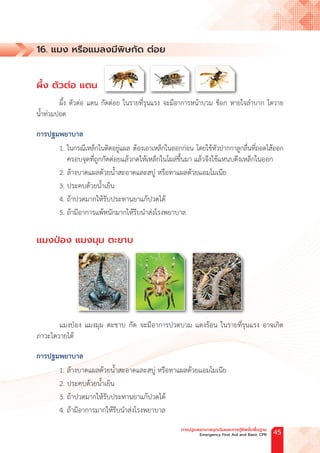 16. แมง หรือแมลงมีพิษกัด ต่อย
ผึ้ง ตัวต่อ แตน
ผึ้ง ตัวต่อ แตน กัดต่อย ในรายที่รุนแรง จะมีอาการหน้าบวม ช็อก หายใจล�ำบาก ไตวาย
น�้ำท่วมปอด
การปฐมพยาบาล
1. ในกรณีเหล็กในติดอยู่แผล ต้องเอาเหล็กในออกก่อน โดยใช้หัวปากกาลูกลื่นที่ถอดไส้ออก
ครอบจุดที่ถูกกัดต่อยแล้วกดให้เหล็กในโผล่ขึ้นมา แล้วจึงใช้แหนบดึงเหล็กในออก
2. ล้างบาดแผลด้วยน�้ำสะอาดและสบู่ หรือทาแผลด้วยแอมโมเนีย
3. ประคบด้วยน�้ำเย็น
4. ถ้าปวดมากให้รับประทานยาแก้ปวดได้
5. ถ้ามีอาการแพ้หนักมากให้รีบน�ำส่งโรงพยาบาล
แมงป่อง แมงมุม ตะขาบ
แมงป่อง แมงมุม ตะขาบ กัด จะมีอาการปวดบวม แดงร้อน ในรายที่รุนแรง อาจเกิด
ภาวะไตวายได้
การปฐมพยาบาล
1. ล้างบาดแผลด้วยน�้ำสะอาดและสบู่ หรือทาแผลด้วยแอมโมเนีย
2. ประคบด้วยน�้ำเย็น
3. ถ้าปวดมากให้รับประทานยาแก้ปวดได้
4. ถ้ามีอาการมากให้รีบน�ำส่งโรงพยาบาล
การปฐมพยาบาลฉุกเฉินและการกู้ชีพขั้นพื้นฐาน
Emergency First Aid and Basic CPR 45
 