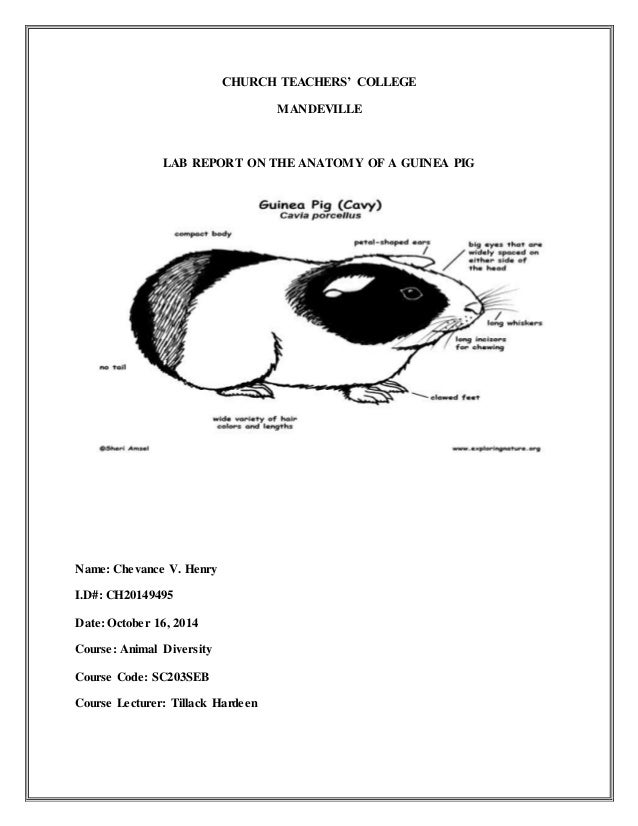 Lab Report On Guinea Pig