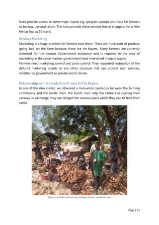 Page | 11
hubs provide access to some major inputs e.g. sprayers, pumps and hose for farmers
to borrow, use and return. The hubs provide these services free of charge or for a little
fee (as low as 50 naira).
Product Marketing
Marketing is a huge problem for farmers over there. There are truckloads of produce
going bad on the farm because there are no buyers. Many farmers are currently
indebted for this reason. Government assistance and is required in the area of
marketing in the same manner government have intervened in input supply.
Farmers need marketing control and price control. They requested restoration of the
defunct marketing boards or any other structure that can provide such services,
whether by government or private-sector driven.
Relationship with Nomads/Herds’ men In The Region
In one of the sites visited, we observed a mutualistic symbiosis between the farming
community and the herds’ men. The herds’ men help the farmers in peeling their
cassava. In exchange, they are obliged the cassava peels which they use to feed their
cattle.
Figure 5 Symbiotic Relationship between farmers and Herds’ men
 