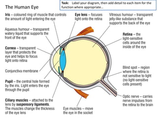 The Human Eye
Task: Label your diagram, then add detail to each item for the
function where appropriate…
 
