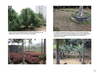 Certain species were selected based on branching structure for key   Pre-digging maintenance was of inclusive of root pruning, selectively
locations for both the interior and exterior landscapes.             thinning out branches and rootball preparation by removing existing soil,
                                                                     washing the roots, application of root feeder and re-balling with
                                                                     improved soil mixture.




                                                                                                                                                 12
 