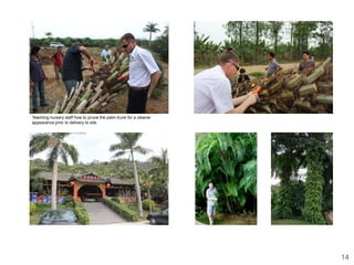 Teaching nursery staff how to prune the palm trunk for a cleaner
appearance prior to delivery to site.




                                                                   14
 
