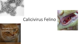 Calicivirus Felino
 