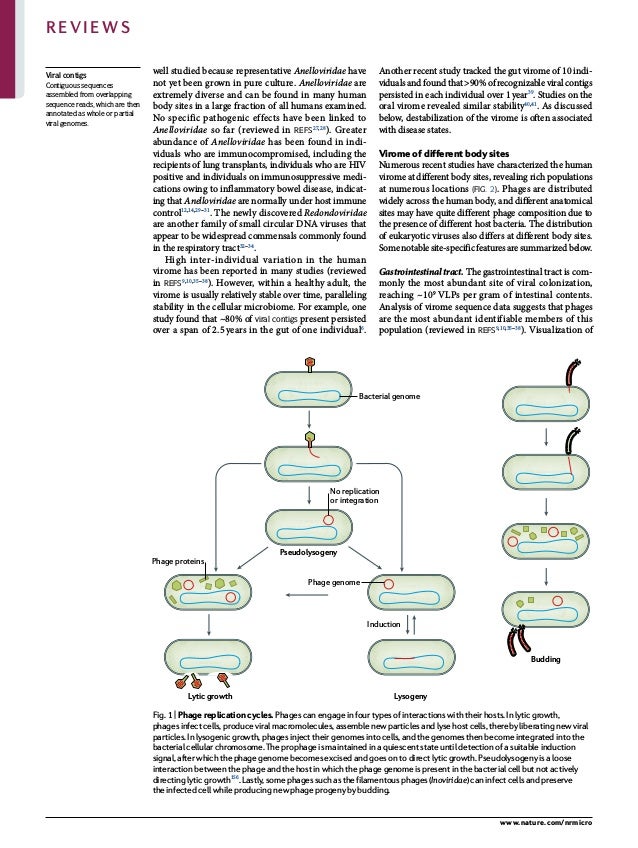 0123456789();:
well studied because representative Anelloviridae have
not yet been grown in pure culture. Anelloviridae are
extremely diverse and can be found in many human
body sites in a large fraction of all humans examined.
No specific pathogenic effects have been linked to
Anelloviridae so far (reviewed in refs27,28
). Greater
abundance of Anelloviridae has been found in indi­
viduals who are immunocompromised, including the
recipients of lung transplants, individuals who are HIV
positive and individuals on immuno­
suppressive medi­
cations owing to inflammatory bowel disease, indicat­
ing that Anelloviridae are normally under host immune
control12,14,29–31
. The newly discovered Redondoviridae
are another family of small circular DNA viruses that
appear to be widespread commensals commonly found
in the respiratory tract32–34
.
High inter-individual variation in the human
virome has been reported in many studies (reviewed
in refs9,10,35–38
). However, within a healthy adult, the
virome is usually relatively stable over time, paralleling
stability in the cellular microbiome. For example, one
study found that ~80% of viral contigs present persisted
over a span of 2.5 years in the gut of one individual6
.
Another recent study tracked the gut virome of 10 indi­
viduals and found that >90% of recognizable viral contigs
persisted in each individual over 1 year39
. Studies on the
oral virome revealed similar stability40,41
. As discussed
below, destabilization of the virome is often associated
with disease states.
Virome of different body sites
Numerous recent studies have characterized the human
virome at different body sites, revealing rich populations
at numerous locations (Fig. 2). Phages are distributed
widely across the human body, and different anatomical
sites may have quite different phage composition due to
the presence of different host bacteria. The distribution
of eukaryotic viruses also differs at different body sites.
Somenotablesite-specificfeaturesaresummarizedbelow.
Gastrointestinal tract. The gastrointestinal tract is com­
monly the most abundant site of viral colonization,
reaching ~109
VLPs per gram of intestinal contents.
Analysis of virome sequence data suggests that phages
are the most abundant identifiable members of this
population (reviewed in refs9,10,35–38
). Visualization of
Lytic growth
Budding
No replication
or integration
Lysogeny
Pseudolysogeny
Induction
Phage genome
Phage proteins
Bacterial genome
Fig. 1 | Phage replication cycles. Phages can engage in four types of interactions with their hosts. In lytic growth,
phages infect cells, produce viral macromolecules, assemble new particles and lyse host cells, thereby liberating new viral
particles. In lysogenic growth, phages inject their genomes into cells, and the genomes then become integrated into the
bacterial cellular chromosome. The prophage is maintained in a quiescent state until detection of a suitable induction
signal, after which the phage genome becomes excised and goes on to direct lytic growth. Pseudolysogeny is a loose
interaction between the phage and the host in which the phage genome is present in the bacterial cell but not actively
directing lytic growth156
. Lastly, some phages such as the filamentous phages (Inoviridae) can infect cells and preserve
the infected cell while producing new phage progeny by budding.
Viral contigs
Contiguous sequences
assembled from overlapping
sequence reads, which are then
annotated as whole or partial
viral genomes.
www.nature.com/nrmicro
Reviews
 