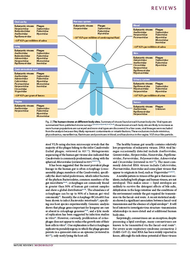 0123456789();:
stool VLPs using electron microscopy reveals that the
majority of the phages belong to the order Caudovirales
(tailed phages; reviewed in ref.10
). Metagenomic
sequencing of the human gut virome also indicated that
Caudovirales is commonly predominant, along with the
spherical Microviridae (reviewed in refs9,10,35–38
).
It has been suggested that the most prevalent phage
lineage in the human gut is often crAssphage (cross-
assembly phage; members of the Caudovirales), specifi­
cally the short-tailed podoviruses, which infect bacteria
of the phylum Bacteriodetes, common members of the
gut microbiota42–46
. crAssphages are commonly found
in greater than 50% of human gut content samples
and show a global distribution42–44
. The abundance of
crAssphages can be up to 90% of a human gut viral
community42
. Recently, the crAssphage ΦCrAss001 has
been shown to infect Bacteroides intestinalis46
, specify­
ing one host species experimentally. Genomic analysis
shows that phage genes important for lysogeny are rare
or absent in crAssphage genomes45,46
, and a lytic mode
of replication has been suggested by infection studies
in vitro46
. However, curiously, proliferation of crAss­
phages does not appear to reduce the growth rate of their
host cells in vitro46
. One explanation is that crAssphages
replicate via pseudolysogeny, in which the phage genome
persists in a quiescent state as an episome (reviewed in
ref.47
), only rarely lysing the host cell.
The healthy human gut usually contains relatively
low pro­
portions of eukaryotic viruses. DNA viral lin­
eages occa­
sionally detected include Anelloviridae,
Geminiviridae, Herpesviridae, Nanoviridae, Papilloma­
viridae, Parvoviridae, Polyomaviridae, Adenoviridae
and Circoviridae (reviewed in ref.48
). The most com­
monly detected RNA viruses include Caliciviridae,
Picornaviridae, Reoviridae and some plant viruses that
appear to originate in food, such as Virgaviridae2,12,49,50
.
A notable pattern in viruses of the gut is that most res­
idents, including both phages and human viruses, are not
enveloped. This makes sense — lipid envelopes are
unlikely to survive the detergent effects of bile salts,
dehydration in the large intestine and the conditions of
the environment outside the gut required for transmis­
sion via the faecal–oral route. A recent statistical analy­
sis showed a significant association between faecal–oral
transmission and the absence of a lipid envelope51
. It will
be of interest to investigate virus structure–­transmission
relationships in more detail and at additional human
body sites.
Surprisingly, coronaviruses are an exception; despite
possessing a lipid envelope, many coronaviruses are
known to be transmitted via the faecal–oral route51
.
For severe acute respiratory syndrome coronavirus 2
(SARS-CoV-2), viral RNA has been widely reported in
faeces, although the infectious potential of these viruses
Oral cavity
~108
VLPs per millilitre of saliva
Eukaryotic viruses
Herpesviridae
Redondoviridae
Anelloviridae
Papillomaviridae
Phages
Siphoviridae
Podoviridae
Myoviridae
Nervous system
~104
VLPs per millilitre of cerebrospinal fluid
Eukaryotic viruses
Herpesviridae
Phages
Siphoviridae
Podoviridae
Myoviridae
Lung
Eukaryotic viruses
Anelloviridae
Redondoviridae
Adenoviridae
Herpesviridae
Papillomaviridae
Phages
Siphoviridae
Podoviridae
Myoviridae
Microviridae
Inoviridae
~109
VLPs per gram of faeces
Gastrointestinal tract
Eukaryotic viruses
Anelloviridae
Adenoviridae
Caliciviridae
Picornaviridae
Herpesviridae
Circoviridae
Virgaviridae
Phages
Siphoviridae
Podoviridae
Myoviridae
Microviridae
Inoviridae
Vagina
Eukaryotic viruses
Anelloviridae
Herpesviridae
Phages
Siphoviridae
Podoviridae
Myoviridae
Microviridae
Blood
~108
VLPs per millilitre of saliva
Eukaryotic viruses
Anelloviridae
Herpesviridae
Picornaviridae
Phages
Siphoviridae
Podoviridae
Myoviridae
Microviridae
Inoviridae
Skin
Eukaryotic viruses
Adenoviridae
Anelloviridae
Circoviridae
Herpesviridae
Papillomaviridae
Polyomaviridae
Phages
Siphoviridae
Podoviridae
Myoviridae
Semen
Eukaryotic viruses
Anelloviridae
Papillomaviridae
Herpesviridae
Phages
Unknown
~107
VLPs per millilitre of urine
Urinary system
Eukaryotic viruses
Papillomaviridae
Polyomaviridae
Herpesviridae
Phages
Siphoviridae
Podoviridae
Myoviridae
Fig. 2 | The human virome at different body sites. Summary of viruses found at each human body site. Viral types are
summarized from published virome surveys2,9,10,29,32–38,40–48,53–74,76–78
; those known at each body site are likely to increase as
more human populations are surveyed and more viral types are discovered. In a few cases, viral lineages were excluded
from the analysis because they likely represent contaminants or misattributions. These exclusions include mimivirus,
phycodnavirus, marseillevirus, flaviviruses and poxviruses in blood, and baculovirus in the vagina. VLP, virus-like particle.
Nature Reviews | Microbiology
Reviews
 