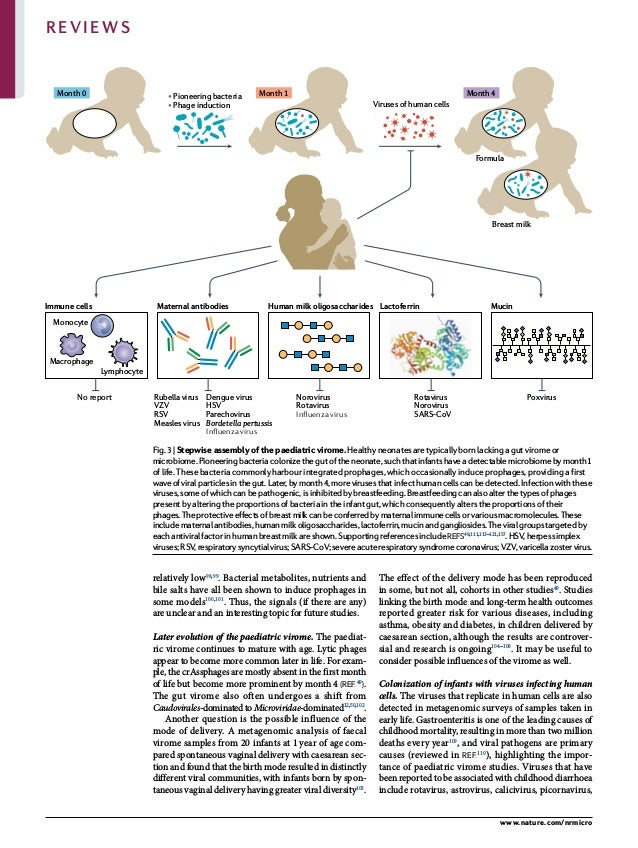 0123456789();:
relatively low98,99
. Bacterial metabolites, nutrients and
bile salts have all been shown to induce prophages in
some models100,101
. Thus, the signals (if there are any)
are unclear and an interesting topic for future studies.
Later evolution of the paediatric virome. The paediat­
ric virome continues to mature with age. Lytic phages
appear to become more common later in life. For exam­
ple, the crAssphages are mostly absent in the first month
of life but become more prominent by month 4 (ref.49
).
The gut virome also often undergoes a shift from
Caudovirales-dominatedtoMicroviridae-dominated12,50,102
.
Another question is the possible influence of the
mode of delivery. A metagenomic analysis of faecal
virome samples from 20 infants at 1 year of age com­
pared spontaneous vaginal delivery with caesarean sec­
tion and found that the birth mode resulted in distinctly
different viral communities, with infants born by spon­
taneous vaginal delivery having greater viral diversity103
.
The effect of the delivery mode has been reproduced
in some, but not all, cohorts in other studies49
. Studies
linking the birth mode and long-term health outcomes
reported greater risk for various diseases, including
asthma, obesity and diabetes, in children delivered by
caesarean section, although the results are controver­
sial and research is ongoing104–108
. It may be useful to
consider possible influences of the virome as well.
Colonization of infants with viruses infecting human
cells. The viruses that replicate in human cells are also
detected in metagenomic surveys of samples taken in
early life. Gastroenteritis is one of the leading causes of
childhood mortality, resulting in more than two million
deaths every year109
, and viral pathogens are primary
causes (reviewed in ref.110
), highlighting the impor­
tance of paediatric virome studies. Viruses that have
been reported to be associated with childhood diarrhoea
include rotavirus, astrovirus, calicivirus, picornavirus,
Month 0 • Pioneering bacteria
• Phage induction Viruses of human cells
Breast milk
Formula
Month 1 Month 4
Maternal antibodies
Immune cells
Monocyte
Lymphocyte
Macrophage
Human milk oligosaccharides
Norovirus
Rotavirus
Inﬂuenza virus
No report
Lactoferrin
Rotavirus
Norovirus
SARS-CoV
Mucin
Poxvirus
Rubella virus
VZV
RSV
Measles virus
Dengue virus
HSV
Parechovirus
Bordetella pertussis
Inﬂuenza virus
Fig. 3 | Stepwise assembly of the paediatric virome. Healthy neonates are typically born lacking a gut virome or
microbiome.Pioneeringbacteriacolonizethegutoftheneonate,suchthatinfantshaveadetectablemicrobiomebymonth 1
of life. These bacteria commonly harbour integrated prophages, which occasionally induce prophages, providing a first
waveofviralparticlesinthegut.Later,bymonth 4,morevirusesthatinfecthumancellscanbedetected.Infectionwiththese
viruses,someofwhichcanbepathogenic,isinhibitedbybreastfeeding.Breastfeedingcanalsoalterthetypesofphages
present by altering the proportions of bacteria in the infant gut, which consequently alters the proportions of their
phages.Theprotectiveeffectsofbreastmilkcanbeconferredbymaternalimmunecellsorvariousmacromolecules.These
includematernalantibodies,humanmilkoligosaccharides,lactoferrin,mucinandgangliosides.Theviralgroupstargetedby
eachantiviralfactorinhumanbreastmilkareshown.Supportingreferencesincluderefs49,111,113–121,157
.HSV,herpessimplex
viruses;RSV,respiratorysyncytialvirus;SARS-CoV;severeacuterespiratorysyndromecoronavirus;VZV,varicellazostervirus.
www.nature.com/nrmicro
Reviews
 