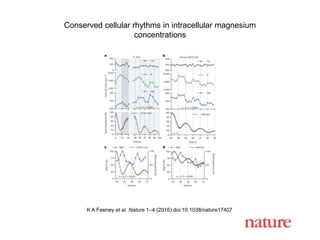 Conserved cellular rhythms in intracellular magnesium
concentrations
K A Feeney et al. Nature 1–4 (2016) doi:10.1038/nature17407
 