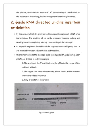 the protein, which in turn alters the Ca2+
permeability of the channel. In
the absence of this editing, brain development is seriously impaired.
2. Guide RNA directed uridine insertion
or deletion
➢ In this case, multiple Us are inserted into specific regions of mRNA after
transcription. The addition of Us to the message changes codons and
reading frames, completely altering the meaning of the message.
➢ In a specific region of the mRNA of the trypanosome coxII gene, four Us
are inserted between adjacent sites at three sites.
➢ Us are inserted in to the message by so called guide RNAs (gRNAs). Each
gRNAs are divided in to three regions:
1. The anchor at the 5’ end. It directs the gRNA to the region of the
mRNA it will edit.
2. The region that determines exactly where the Us will be inserted
within the edited sequence.
3. Poly- U stretch at the 3’ end.
Fig: Parts of gRNA
 