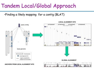 Tandem Local/Global Approach
•Finding a likely mapping for a contig (BLAT)
 
