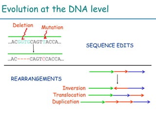 Evolution at the DNA level
…ACGGTGCAGTTACCA…
…AC----CAGTCCACCA…
Mutation
SEQUENCE EDITS
REARRANGEMENTS
Deletion
Inversion
...