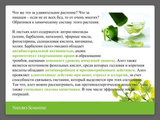 Что же это за удивительное растение? Что за
панацея – если не от всех бед, то от очень многих?
Обратимся к химическому составу этого растения.
В листьях алоэ содержатся: антрагликозиды
(алоин, барбалоин, наталоин), эфирные масла,
фитостерины, салициловая кислота, витамины,
холин. Барбалоин (алоэ-эмодин) обладает
антибактериальной активностью, ахоин
препятствует свертыванию крови и образованию
тромбов, ацеманан повышает уровень иммунной защиты. Алоэ также
является источником фенольных кислот, среди которых галловая и коричная
кислоты обладают антимикробным и противогрибковым действием. Алоэ
проявляет адаптогенные действие при шоке, стрессе и аллергии, за счет
способности связывать гистамин, который выделяется при этих состояниях.
Так что, алоэ можно рассматривать, как противоаллергическое вещество. Алое
также уменьшает спазмы кишечника. В том числе эффективен после
операций.
 